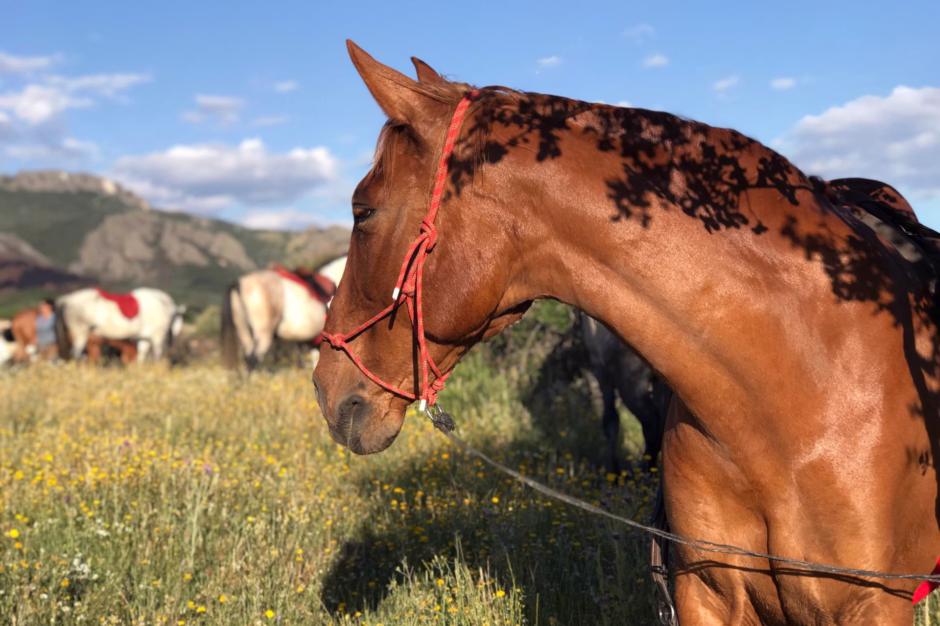 Un cheval contemplant un champ dans la campagne espagnole.
