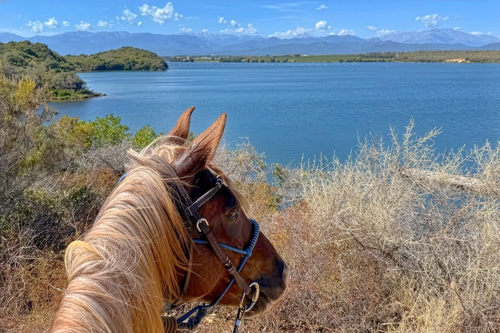 Gros plan sur la tête d’un cheval avec bride regardant la mer au-delà de la végétation côtière.
