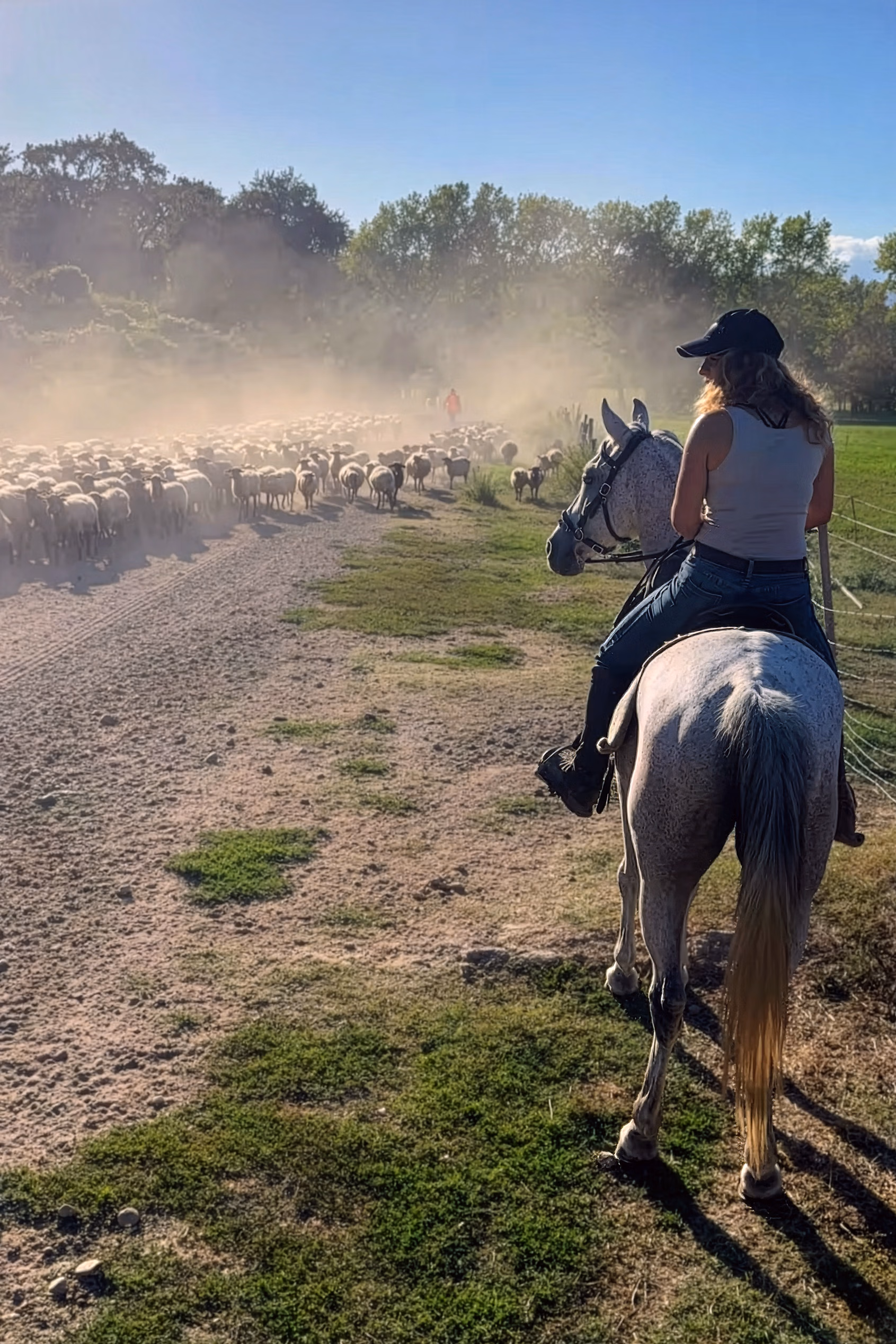Une cavalière à cheval rencontrant un troupeau de moutons.