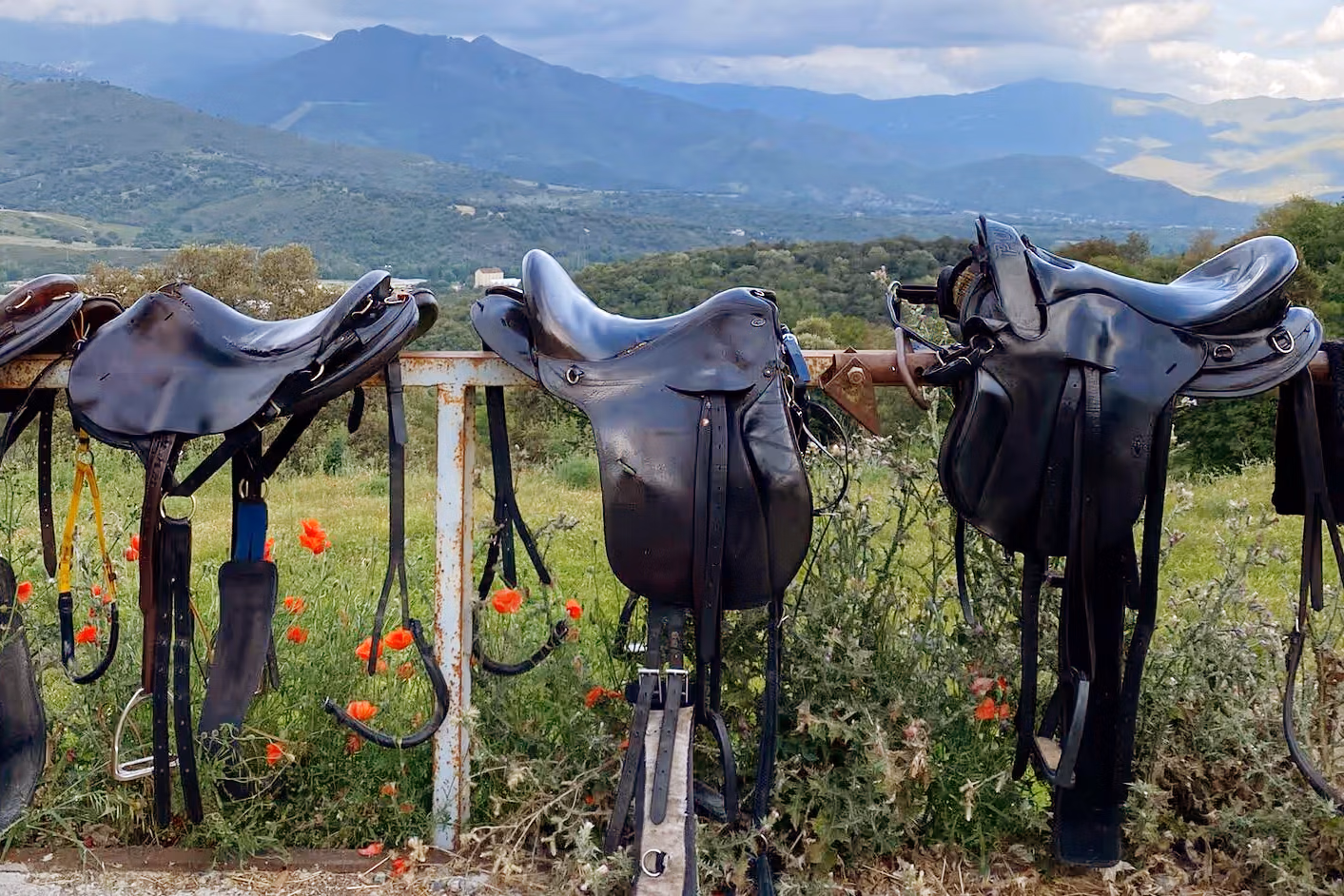 Plusieurs selles d’équitation en cuir posées sur une barre d’attache en bois dans un cadre verdoyant.