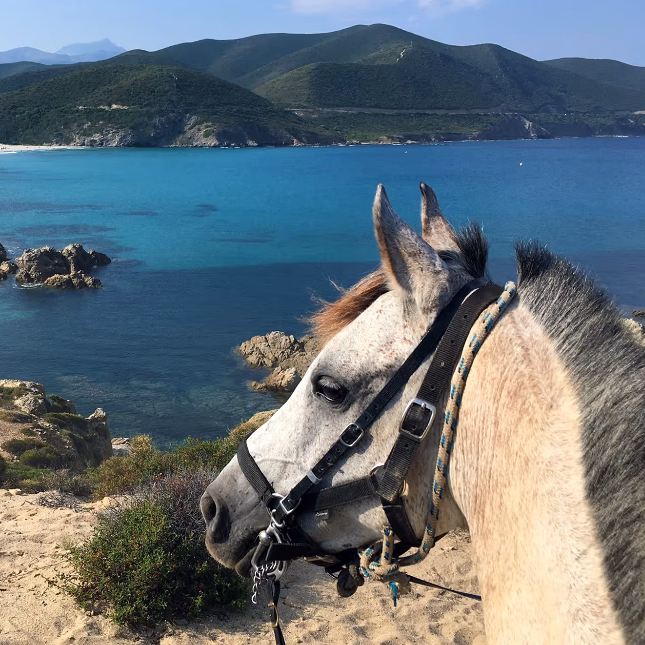 Un cheval debout près du bord d’une falaise escarpée, regardant en contrebas vers une crique méditerranéenne avec de l'eau bleue.