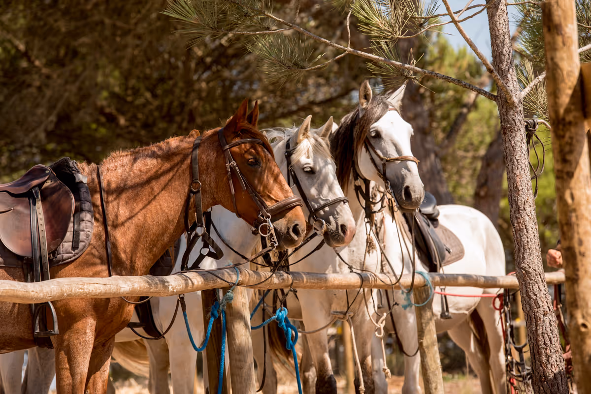 Trois chevaux lusitaniens sellés et bridés se reposent a l'ombre des pins lors d0une pause dans une randonnée équestre au Portugal.