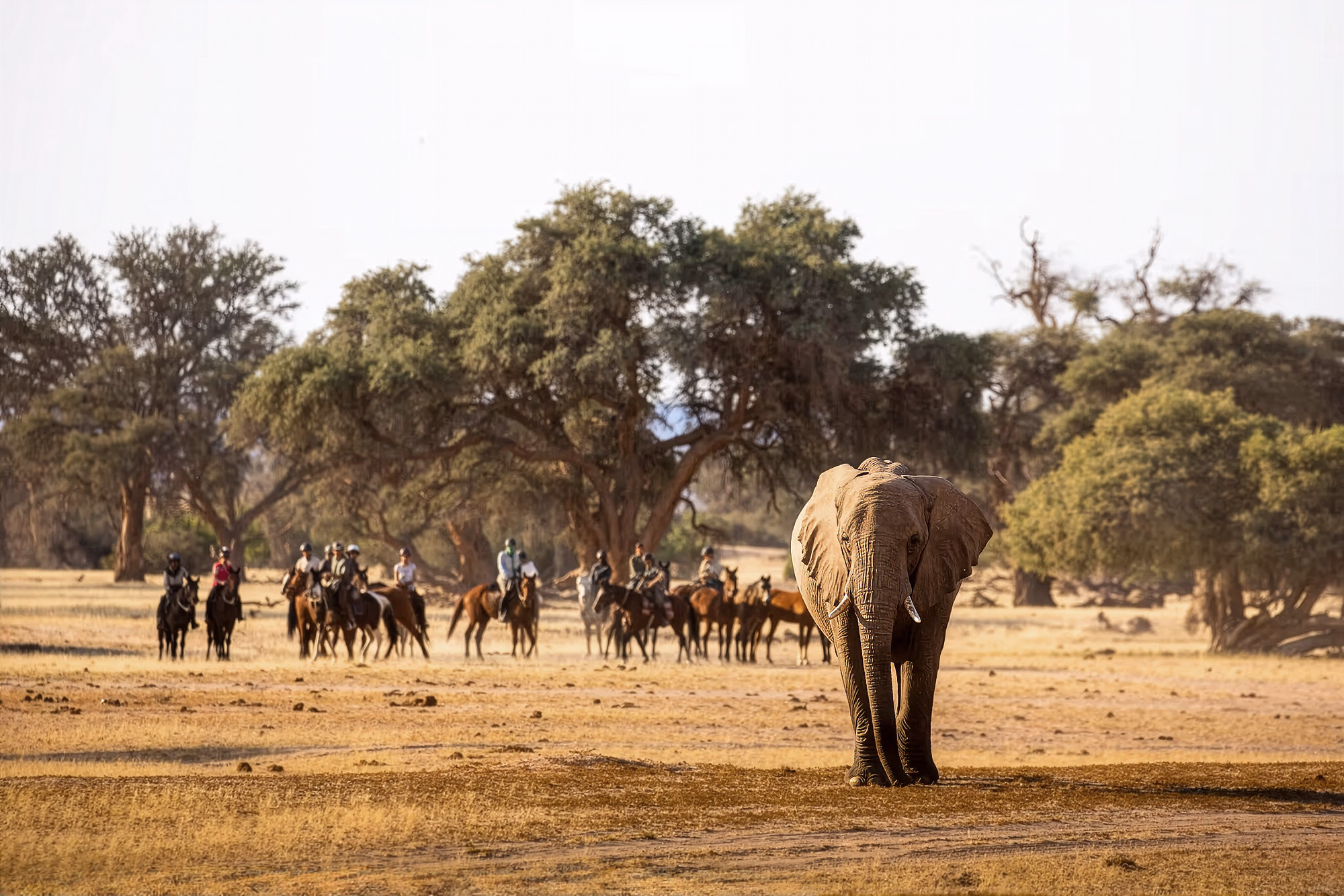 Un éléphant sauvage s’avance vers l’objectif tandis qu’un groupe de cavaliers l’observe à distance lors du safari des éléphants du Damara en Namibie.