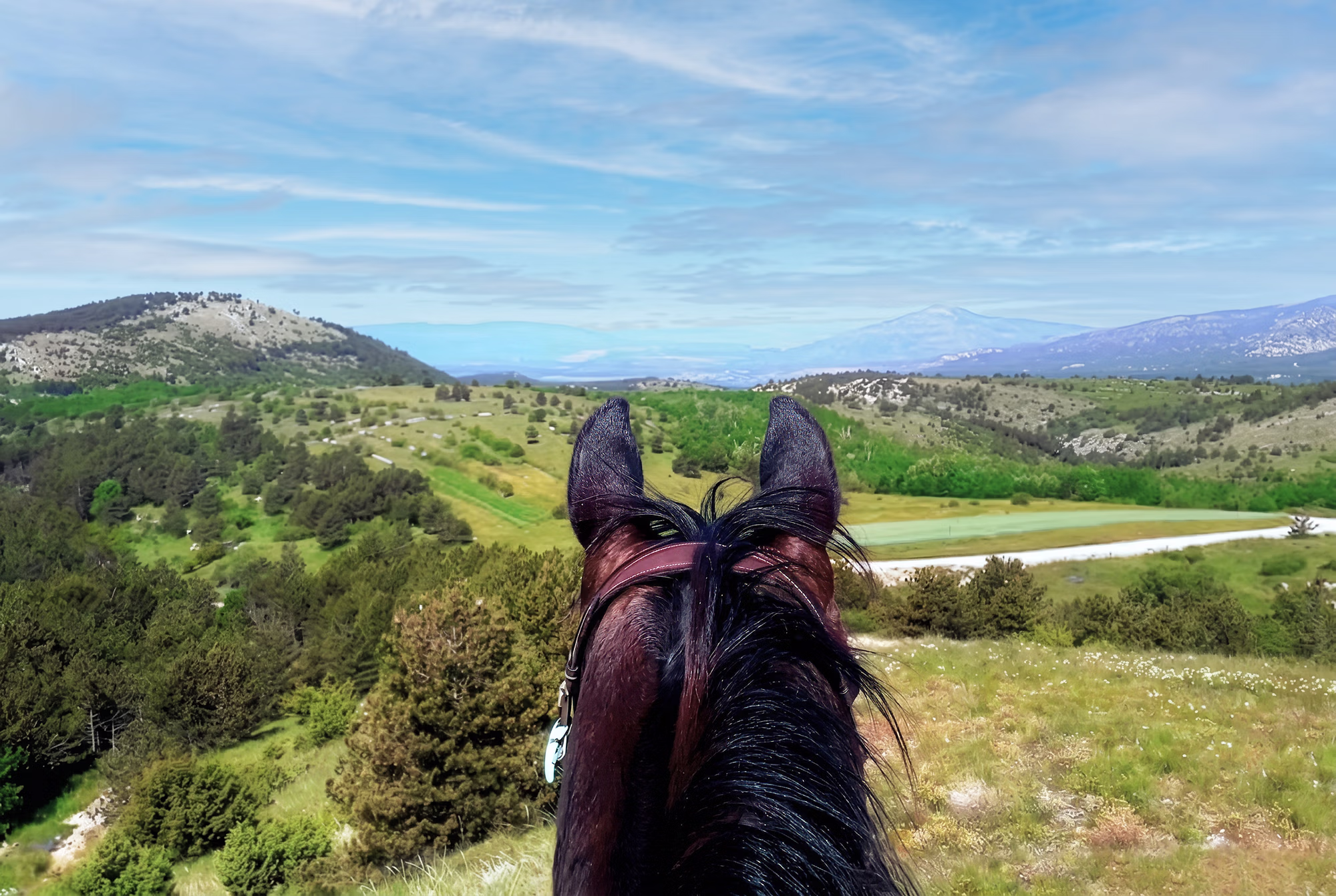 Vue depuis l’arrière de la tête d’un cheval sur des collines verdoyantes et vallonnées.