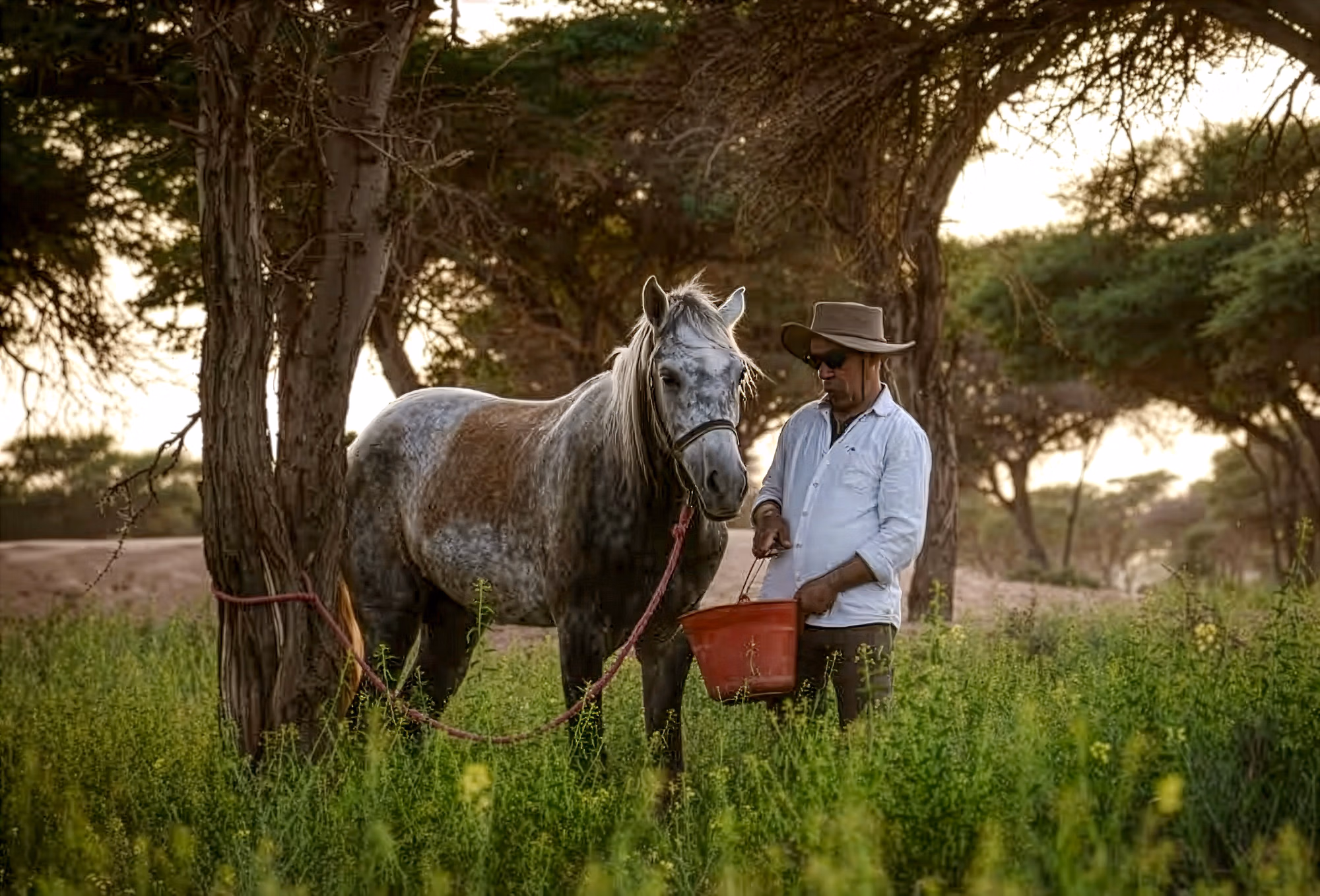 Un homme nourrit un cheval avec un seau dans une oasis verdoyante de la vallée du Drâa.
