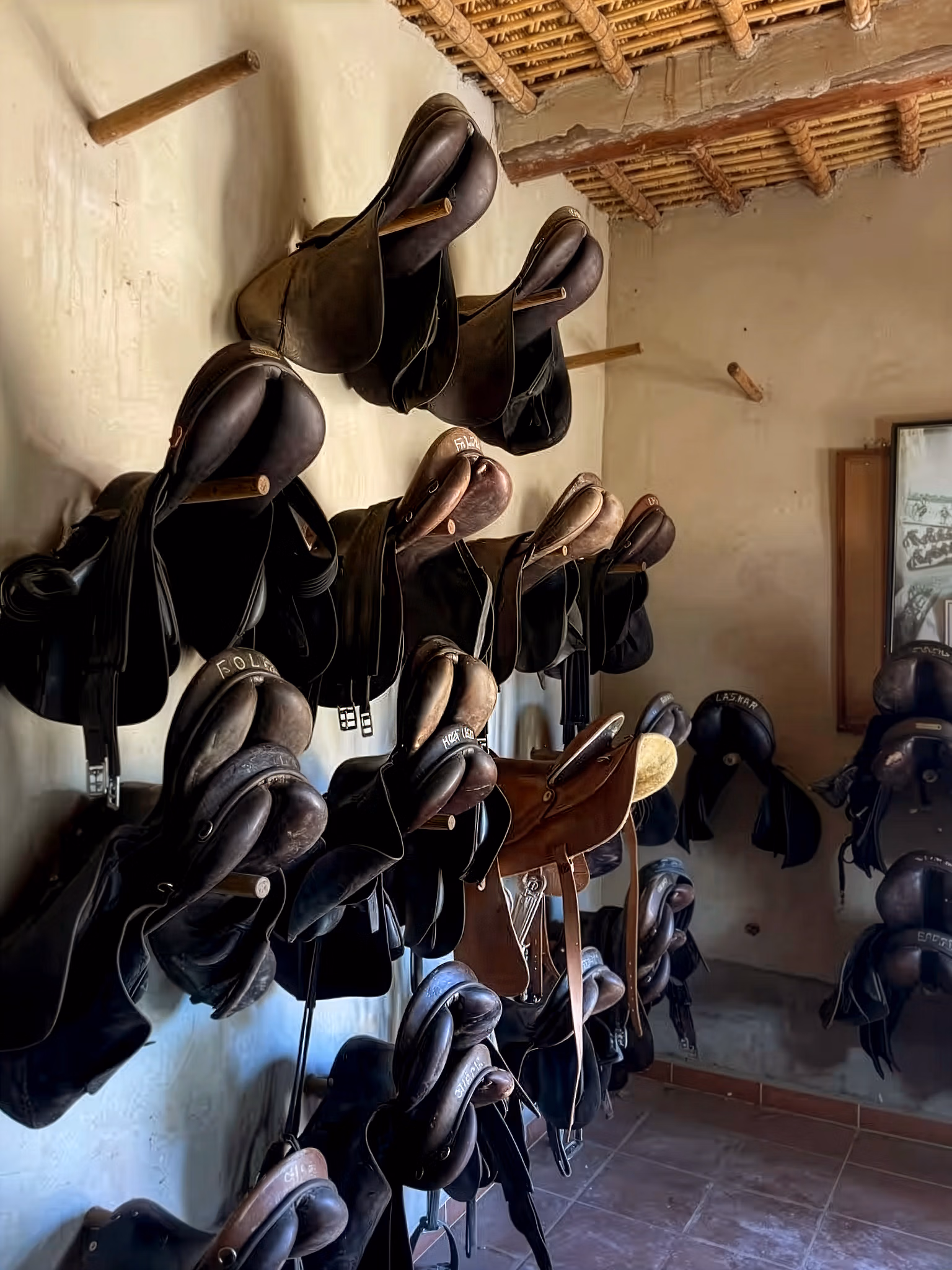 Intérieur rustique d’une sellerie avec de nombreuses selles suspendues au mur.