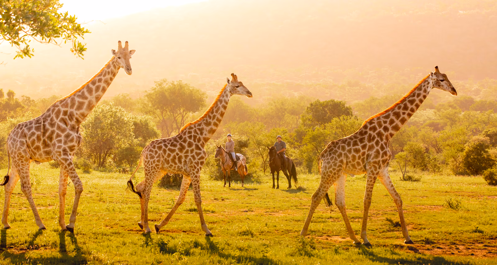 Trois girafes traversent la savane devant deux cavaliers lors d’un safari équestre en Afrique.