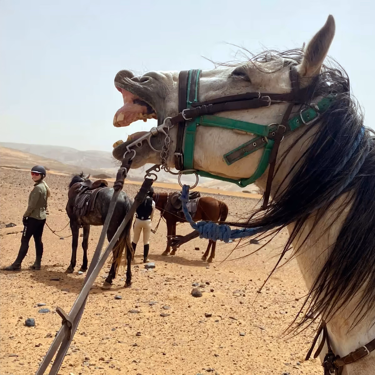 Un cheval hennit, la bouche ouverte et la tête rejetée en arrière.