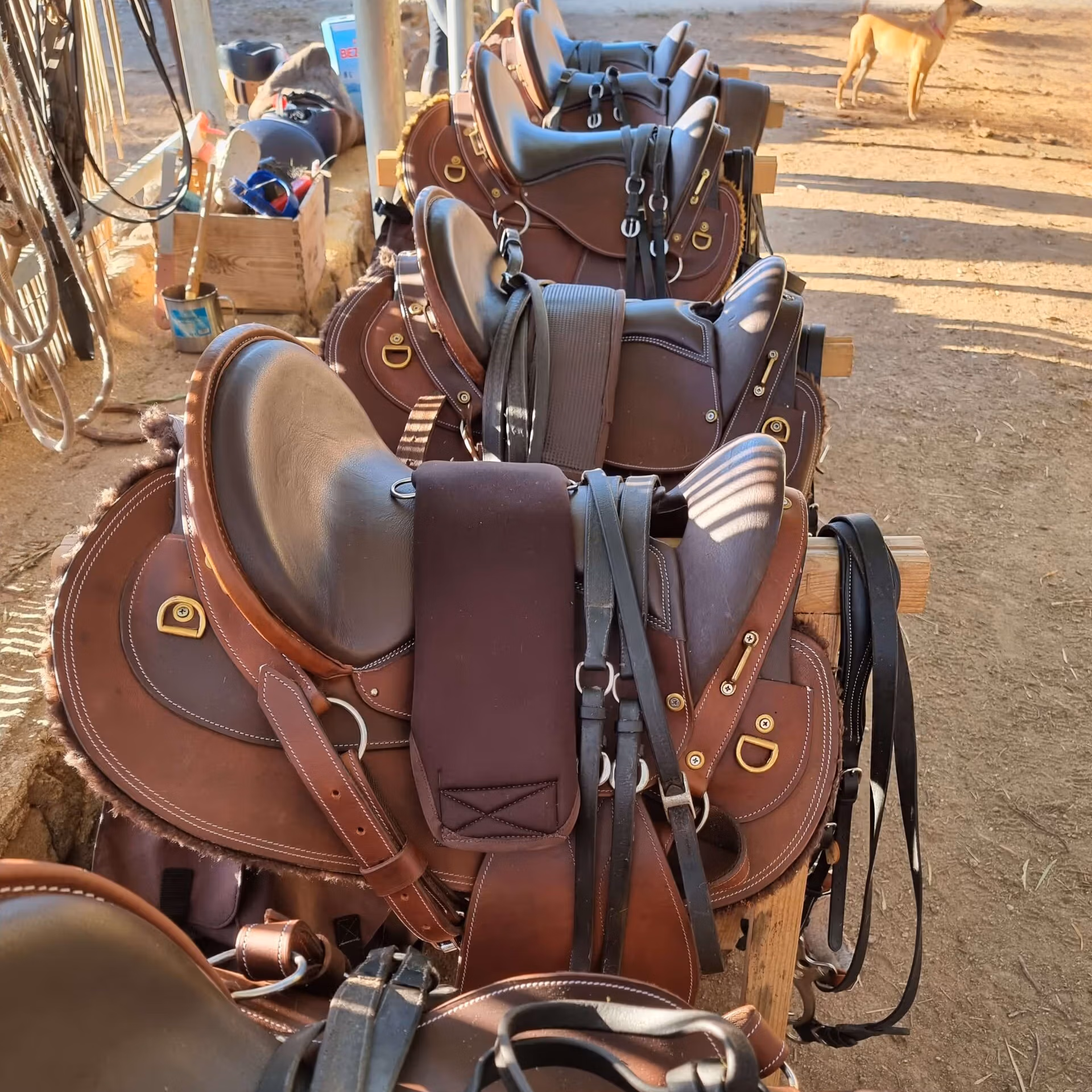 Une rangée de selles d’équitation traditionnelles en cuir soigneusement alignées.