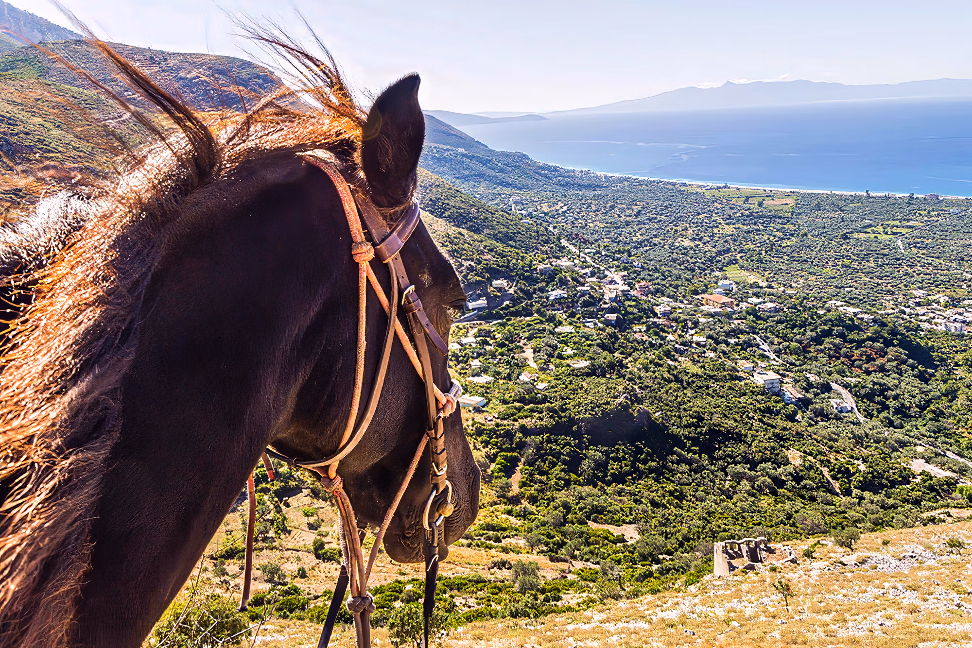 Un magnifique cheval de randonnée, la crinière flottant au vent, contemple les paysages montagneux spectaculaires de l'Albanie.