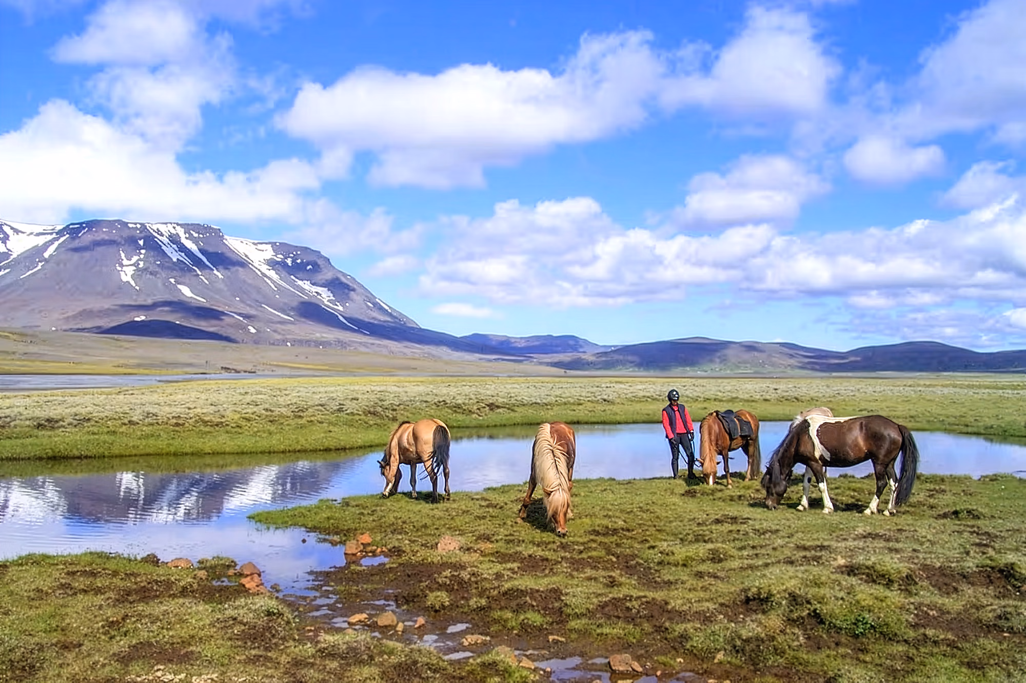 Un petit troupeau de chevaux islandais broute au bord d’un lac paisible des Hautes Terres, qui reflète un volcan enneigé.