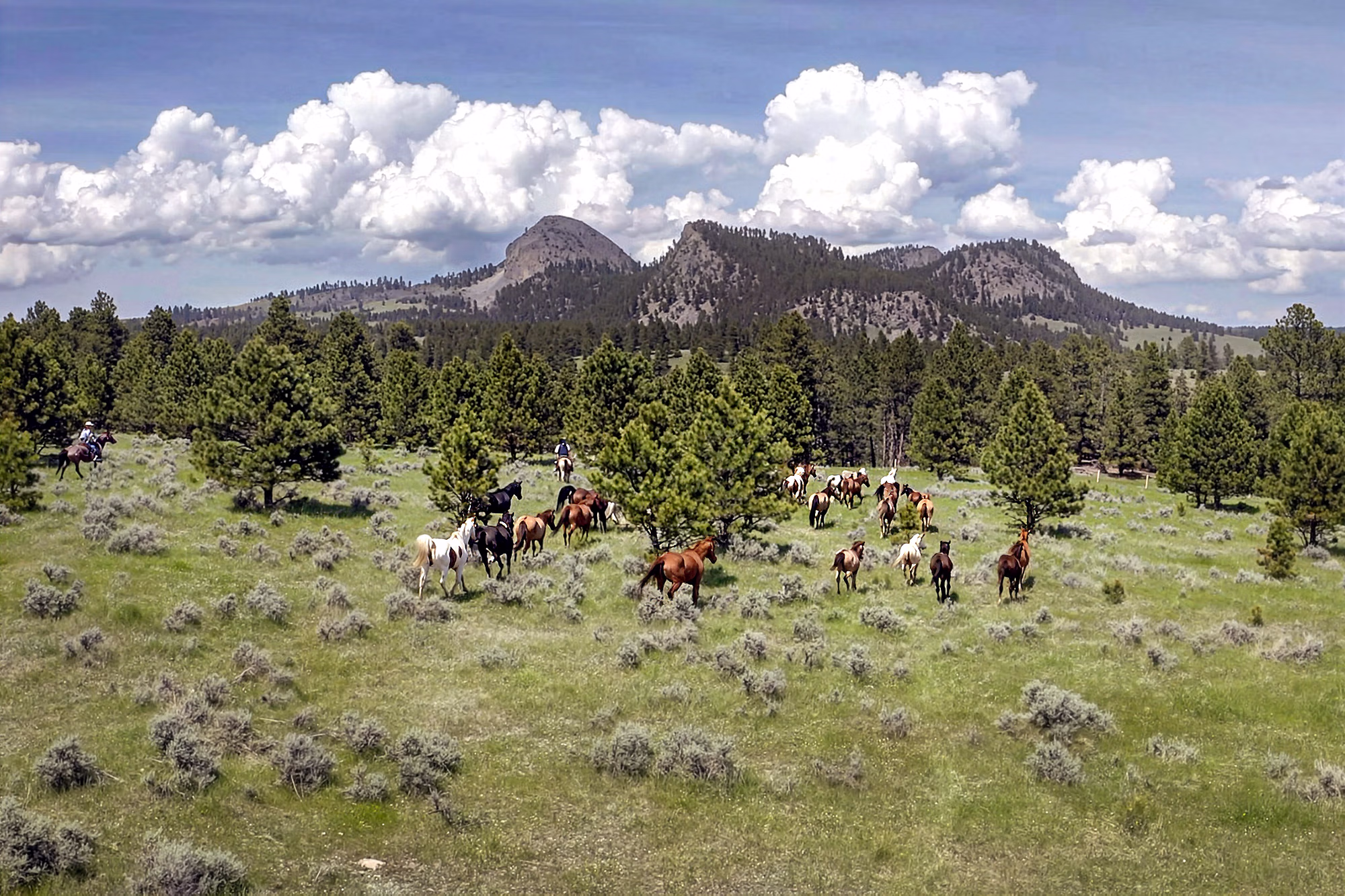 Des cow-boys accompagnent un grand troupeau de chevaux à travers les vastes paysages d’un ranch du Wyoming, avec une montagne au loin.