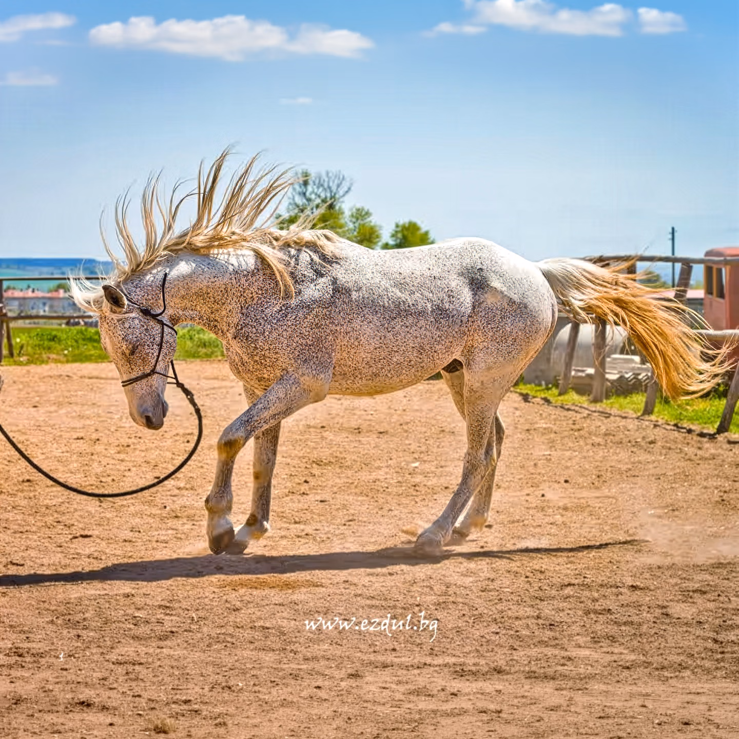 Un magnifique cheval évolue avec des mouvements expressifs et presque dansants dans un ranch.