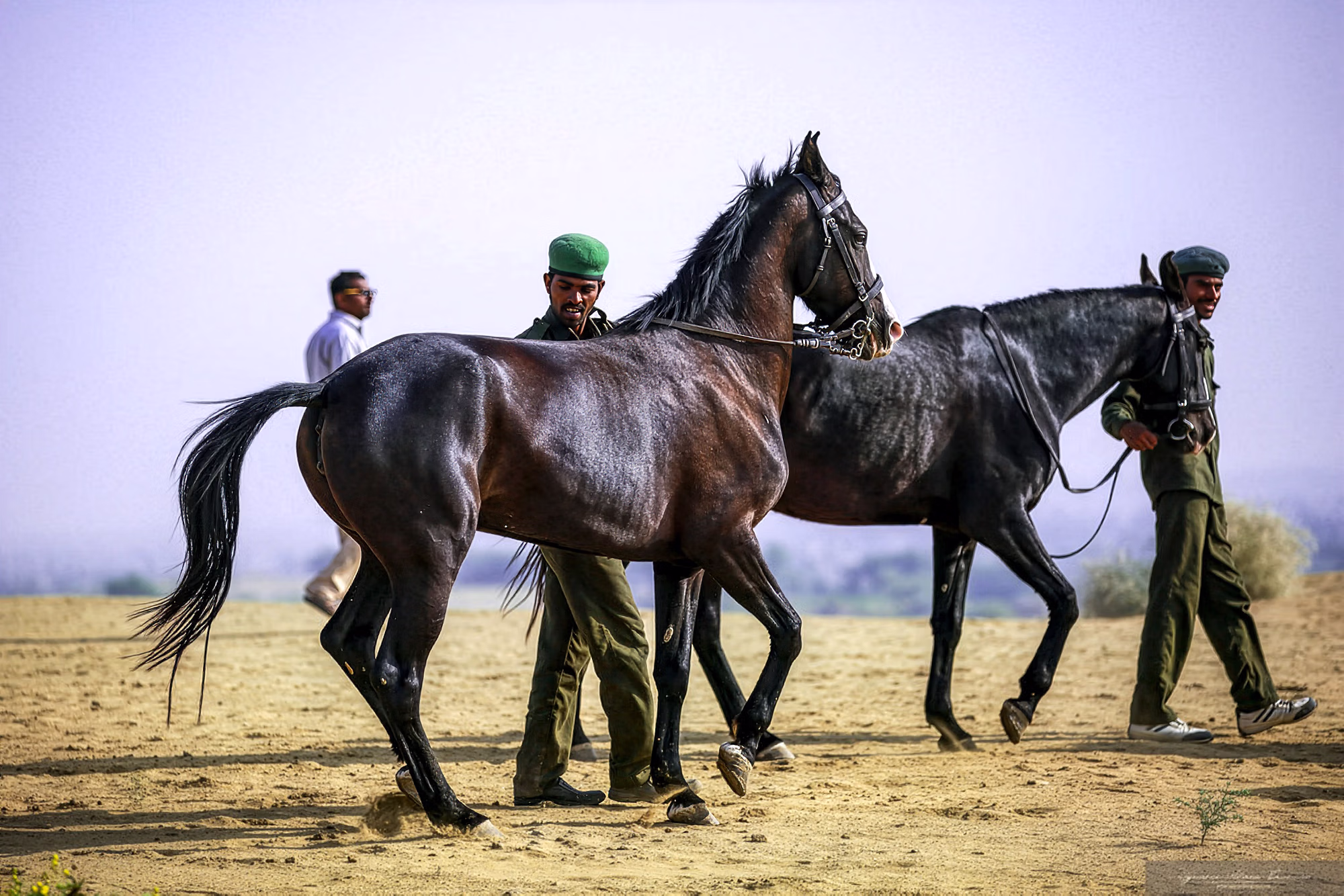 Un guide local mène un petit groupe de chevaux Marwari à travers le paysage.