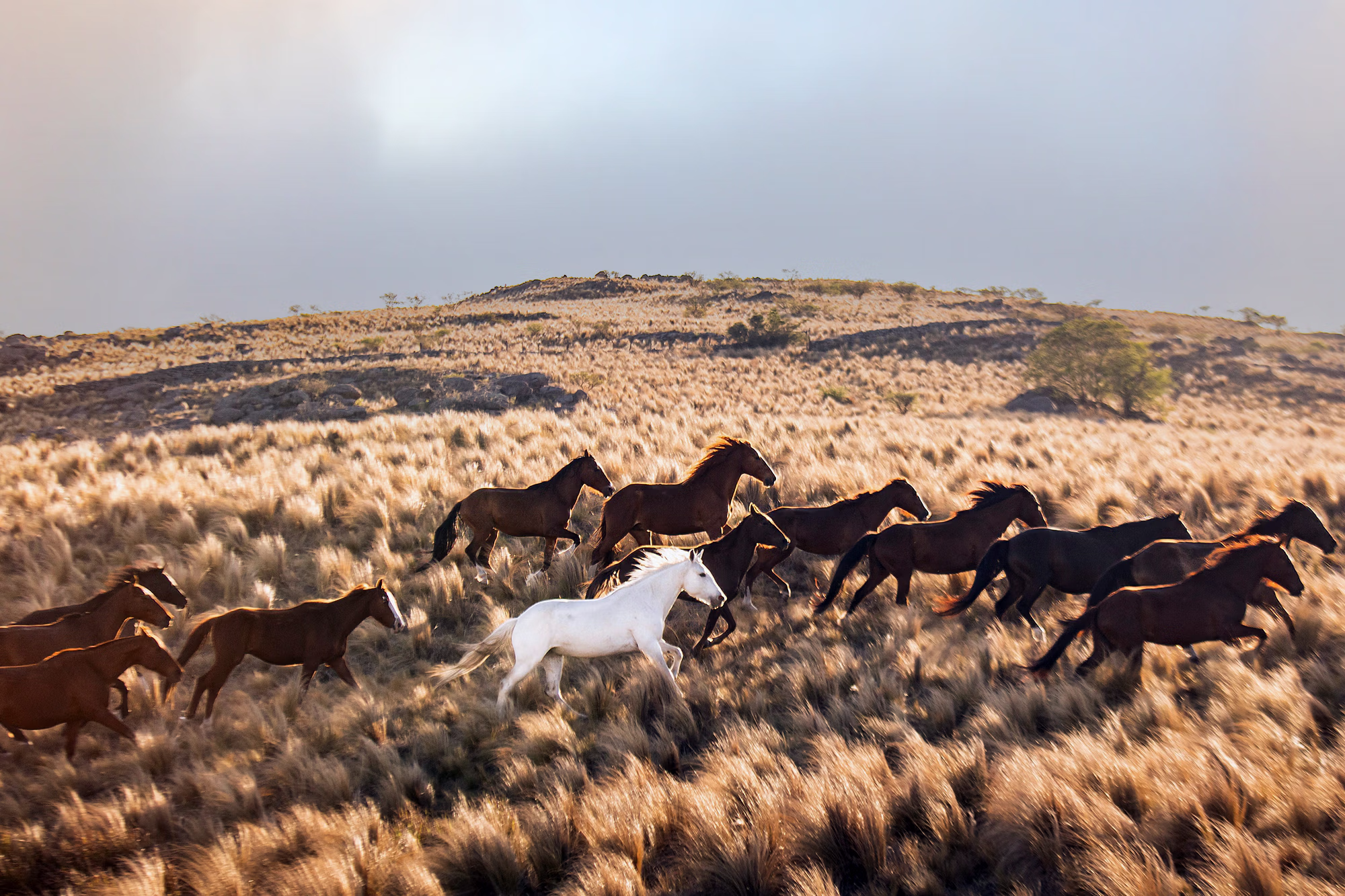 Un troupeau de chevaux bruns et un cheval blanc galopent à travers un paysage vallonné d’herbes sèches.