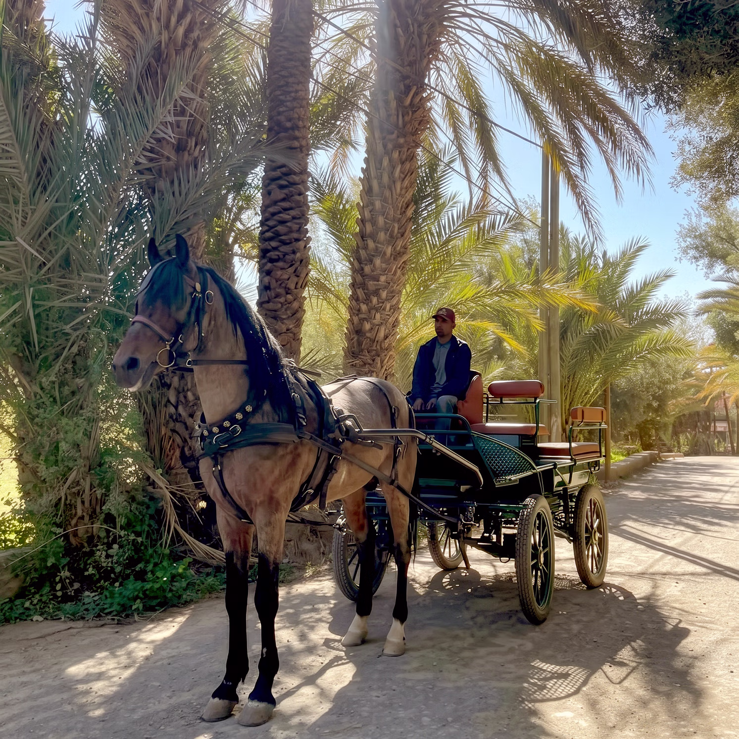 Une calèche traditionnelle à l’ombre d’un grand palmier à Skoura, au Maroc.