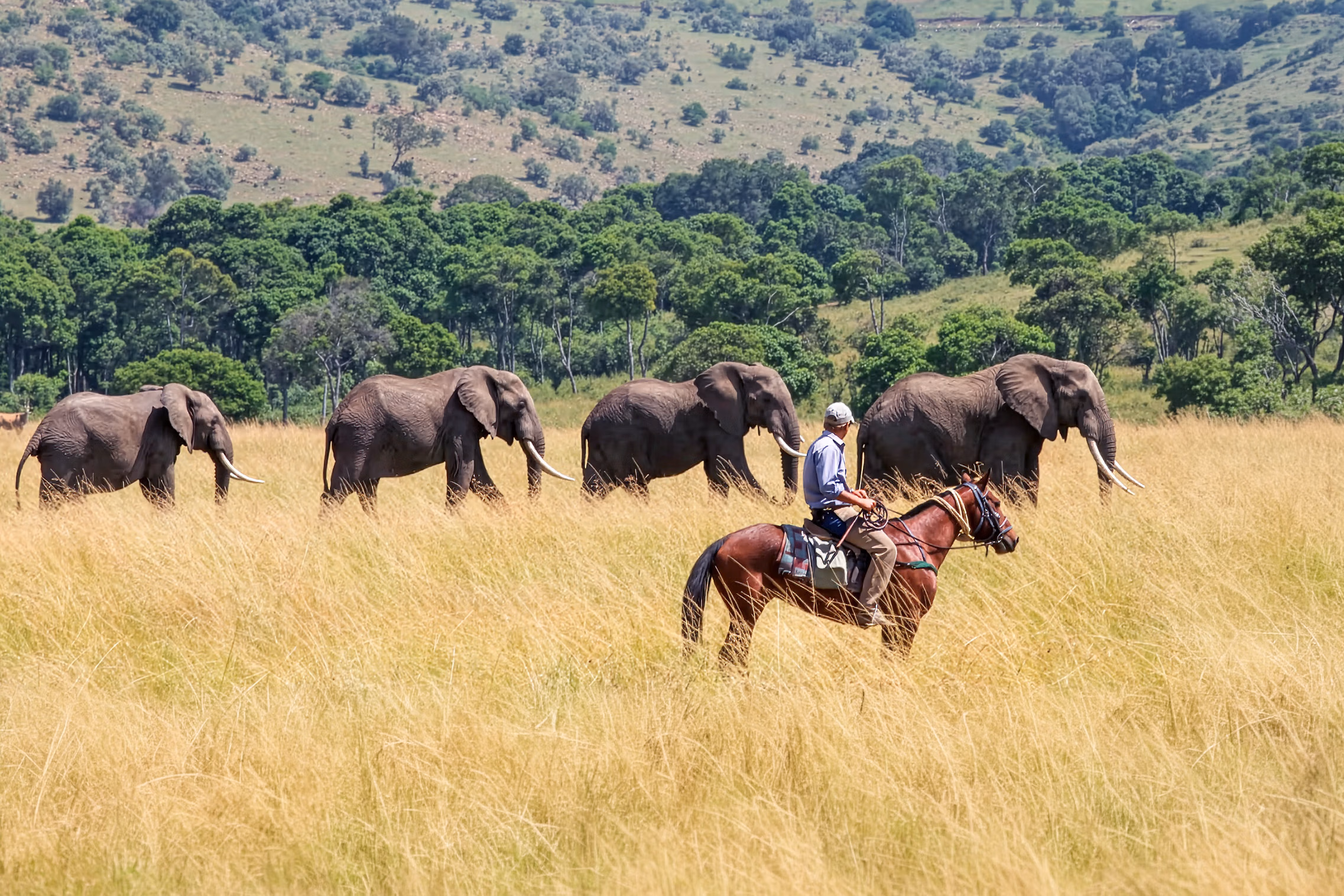 Un cavalier au premier plan avec une file d’éléphants traversant une savane sèche aux herbes dorées.