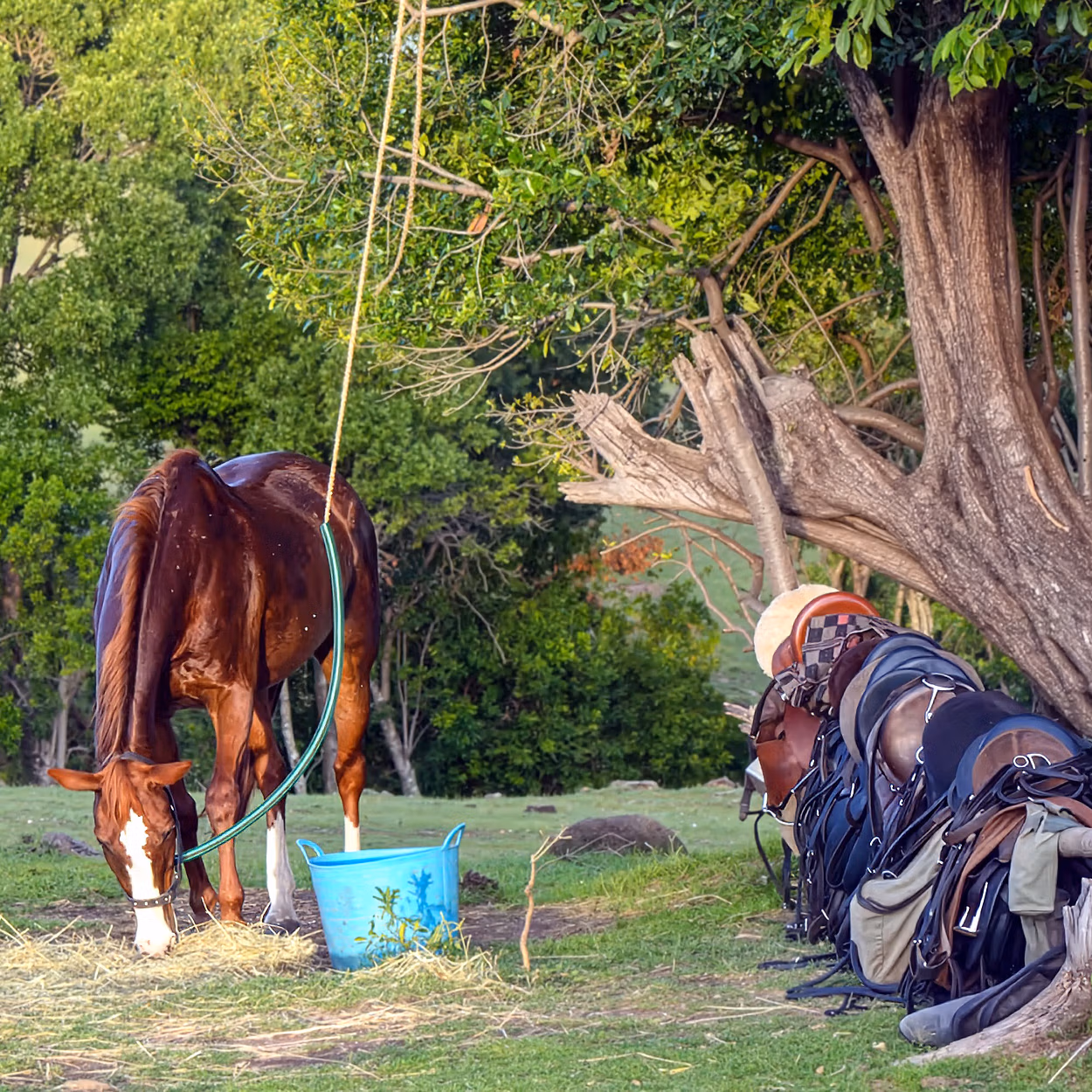Un cheval mange du foin près de son seau, tandis que plusieurs selles en cuir sont posées sur une grosse branche.