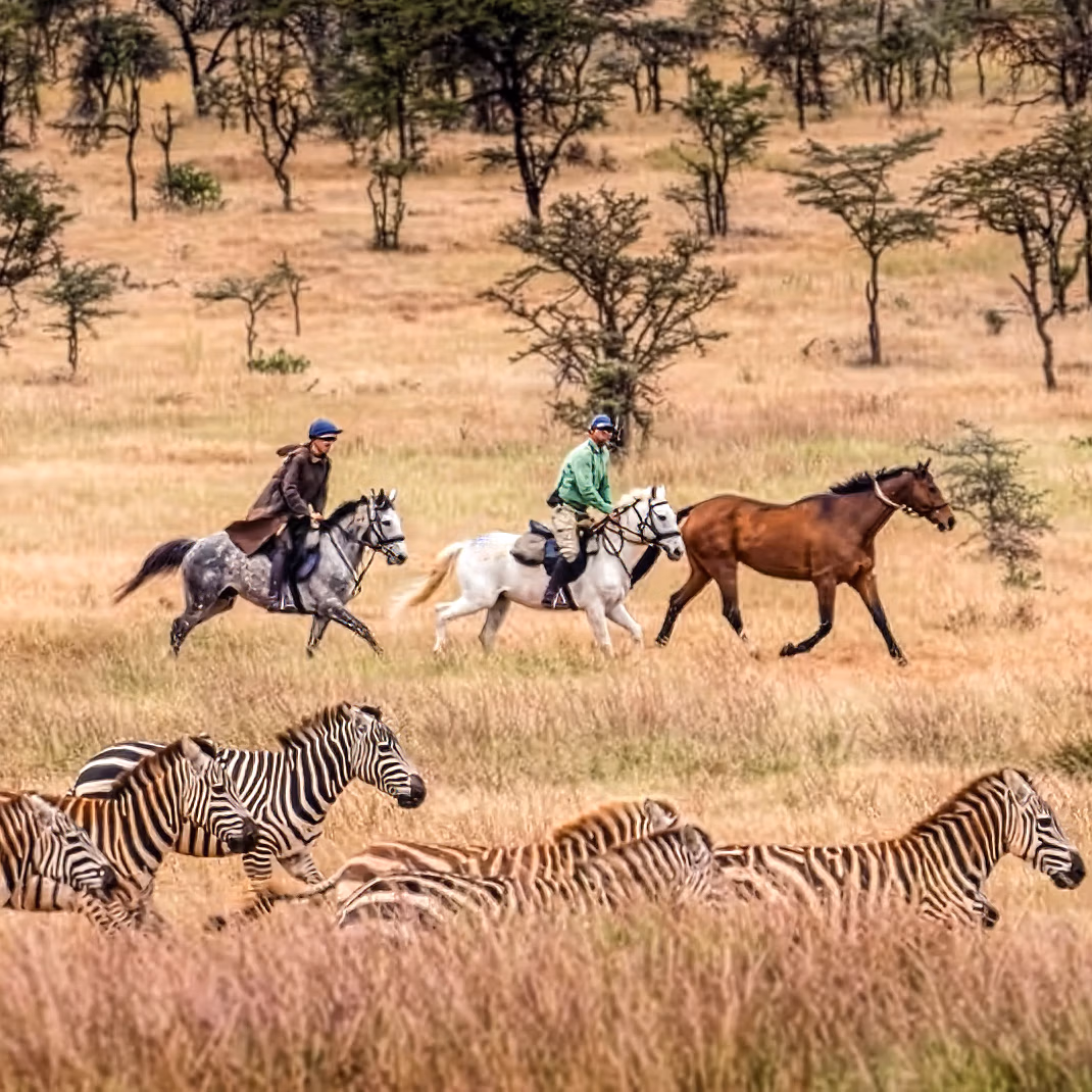 Un troupeau de zèbres traverse les herbes sèches, suivi à distance par un groupe de cavaliers.