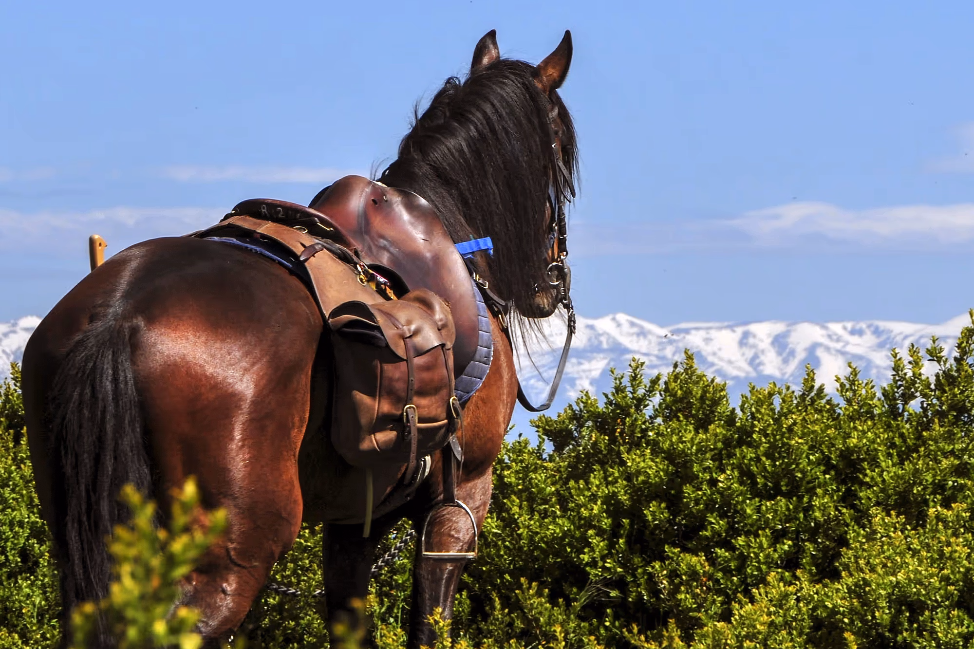 Un cheval bai se tient parmi les buissons, avec une vallée brumeuse en arrière-plan.