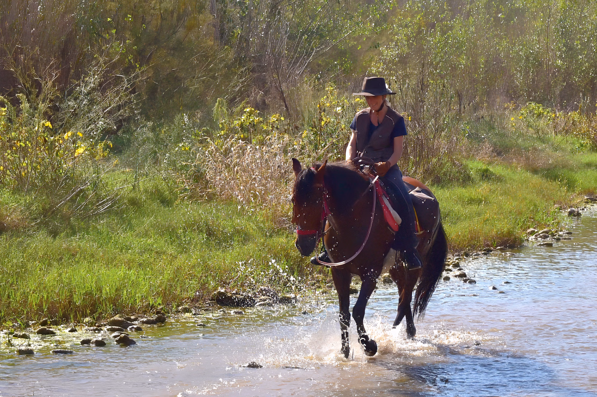 Un cavalier guide son cheval dans les eaux claires et peu profondes d’un ruisseau.