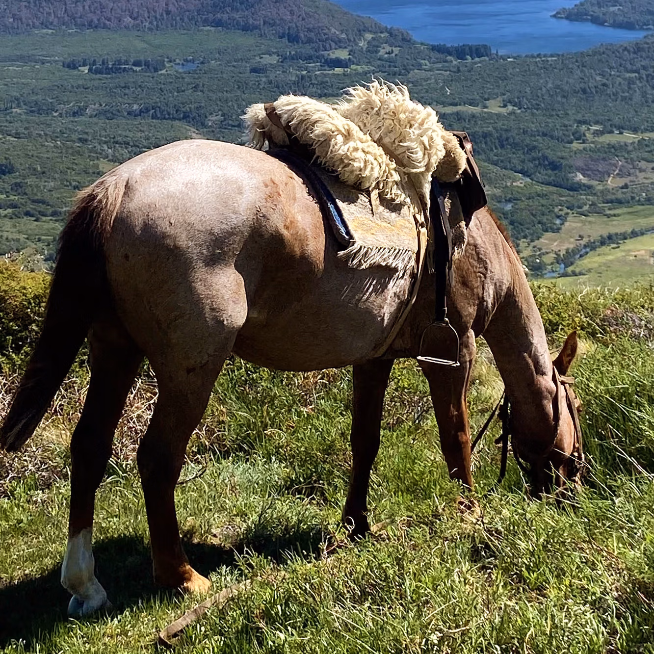 Un cheval équipé d’une selle recouverte d’une peau de mouton broute sur une colline, avec les paysages de Patagonie en arrière-plan.
