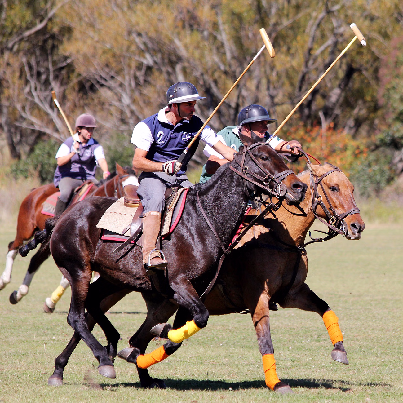 A high-energy polo action shot with horses galloping across the field and players with mallets raised in the air.