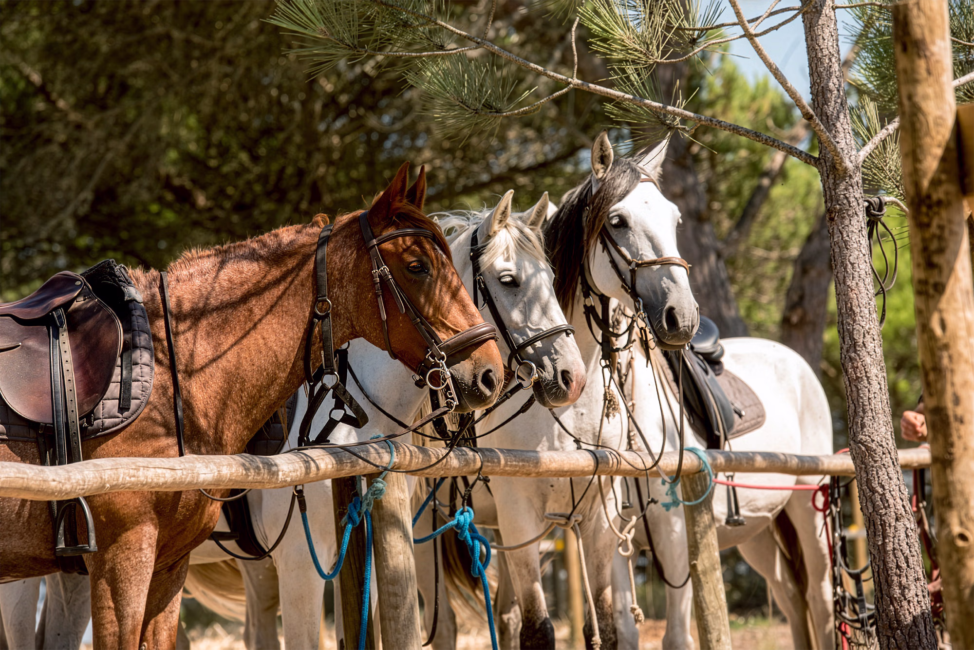 Trois chevaux de randonnée sellés et attachés à l’ombre font une pause avant de poursuivre une randonnée équestre guidée.