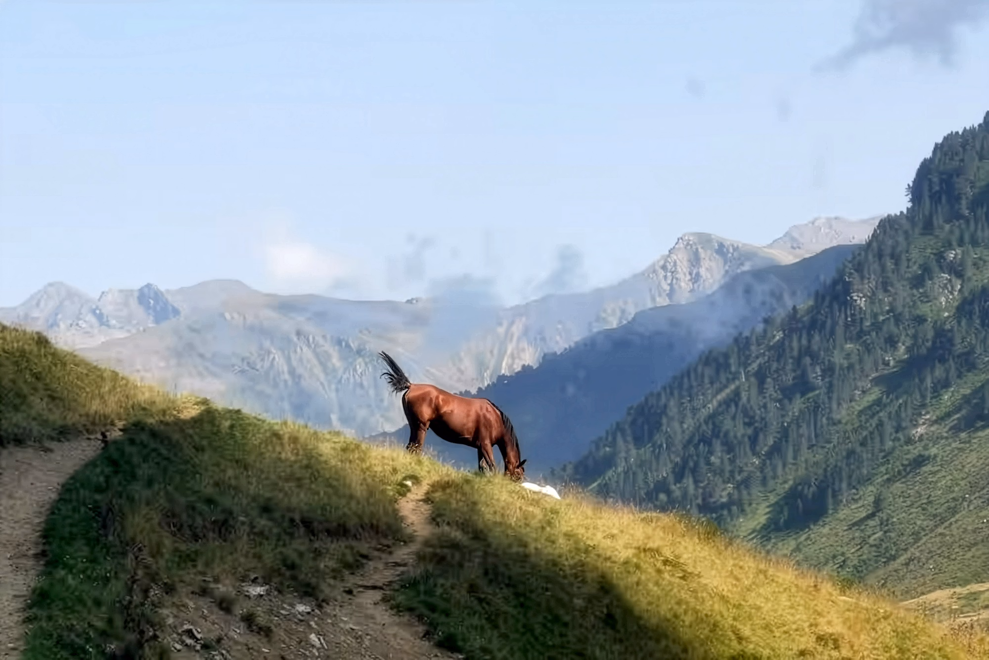 Un cheval bai broutant en liberté dans les montagnes des Pyrénées.