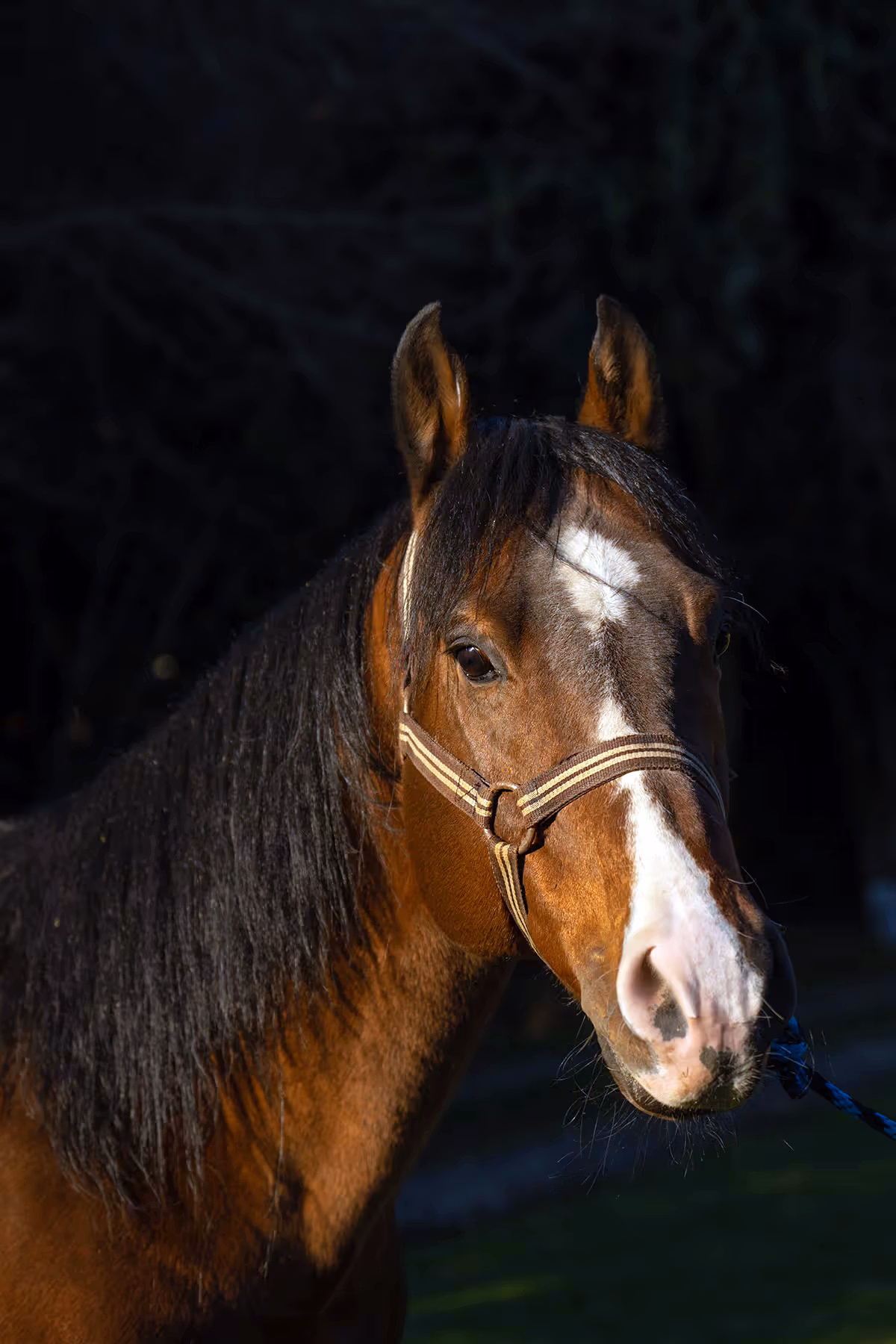 Un beau cheval bai se tient dans son box et regarde au-dehors.