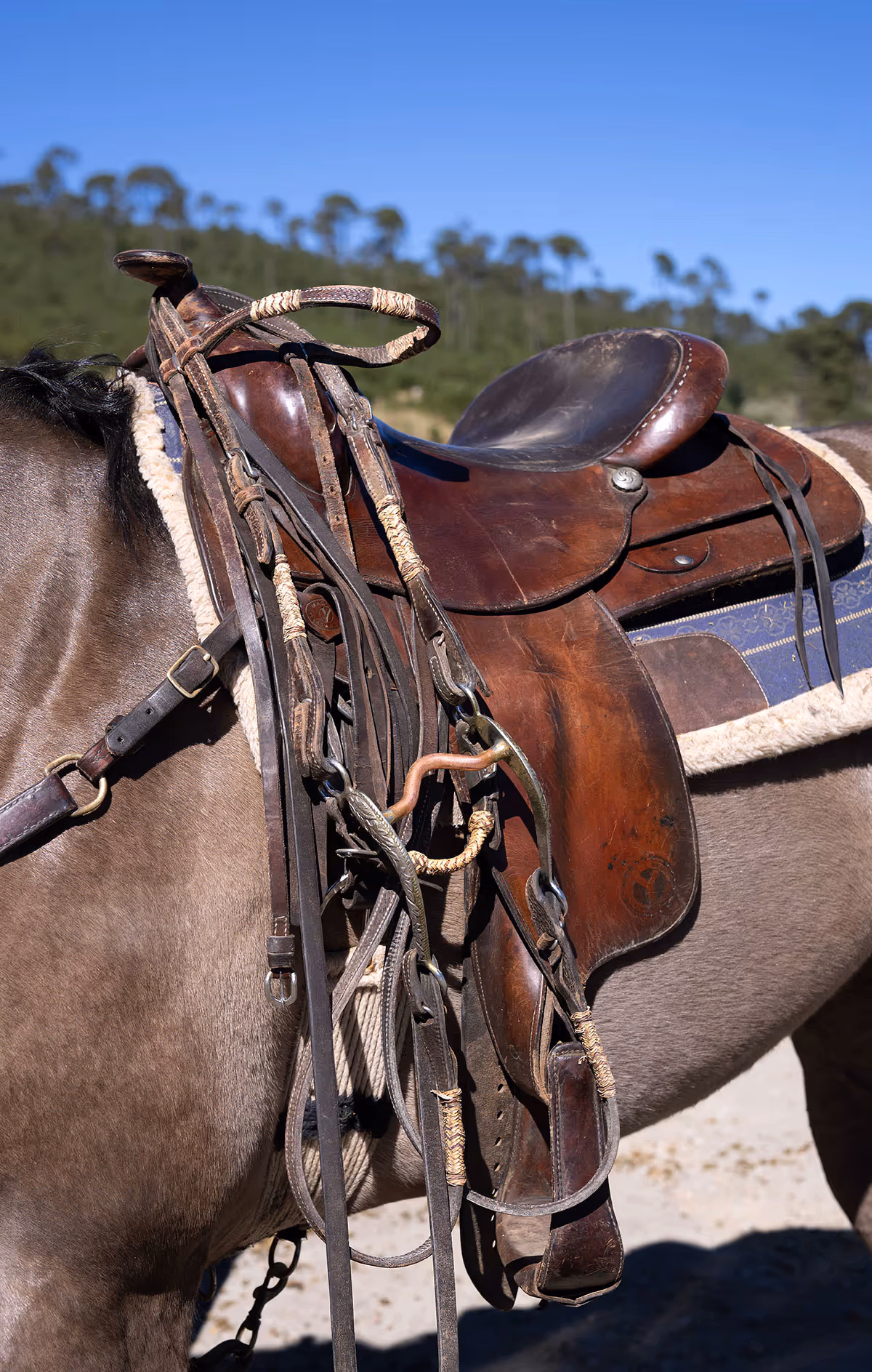 Gros plan sur une selle classique en cuir solidement fixée sur un cheval de randonnée.