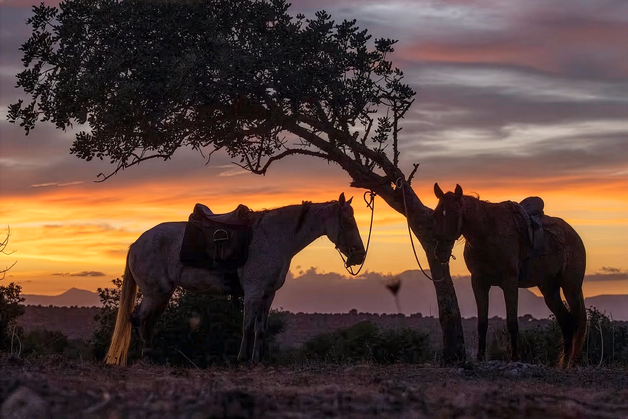 Deux chevaux sellés se reposent sous un arbre au coucher du soleil lors d’une randonnée à Minorque.