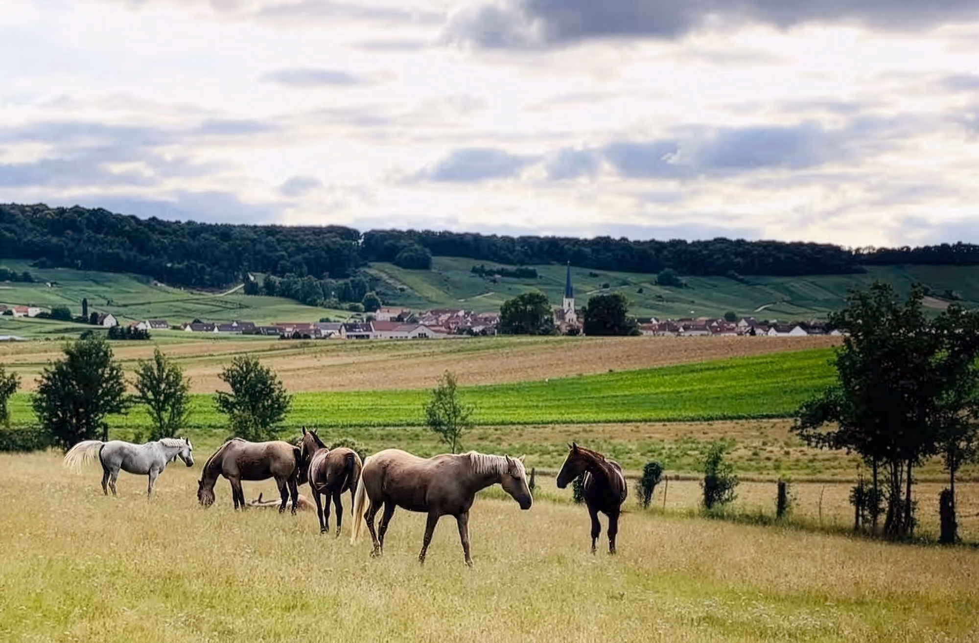 Un cheval au cœur d’un paysage verdoyant et pittoresque de la campagne française.