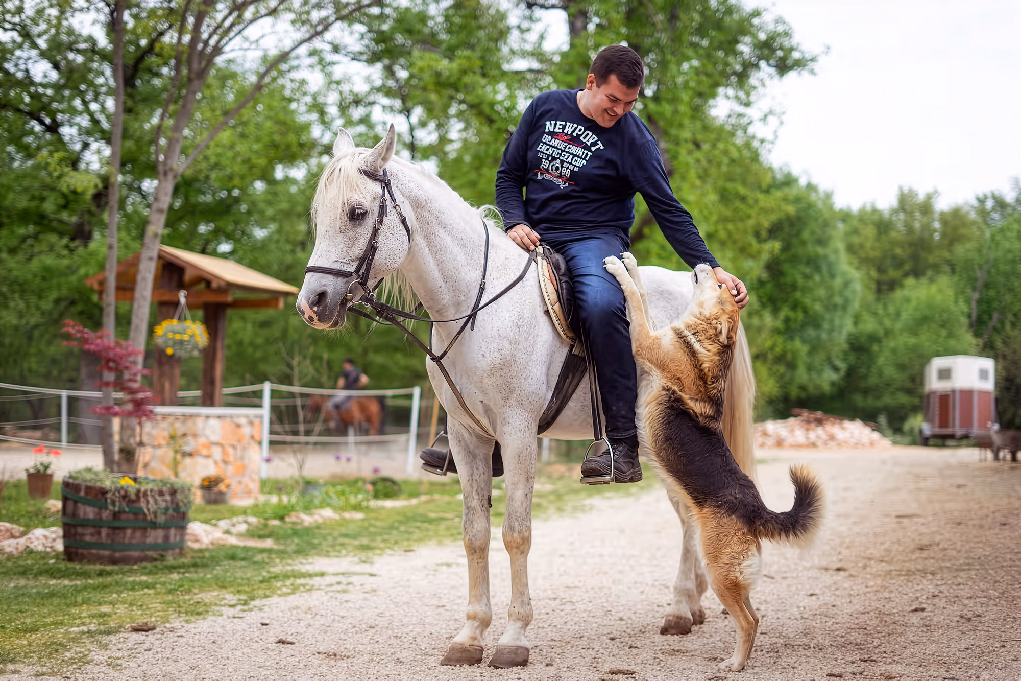 Cavalier sur un cheval blanc accompagné de son chien.
