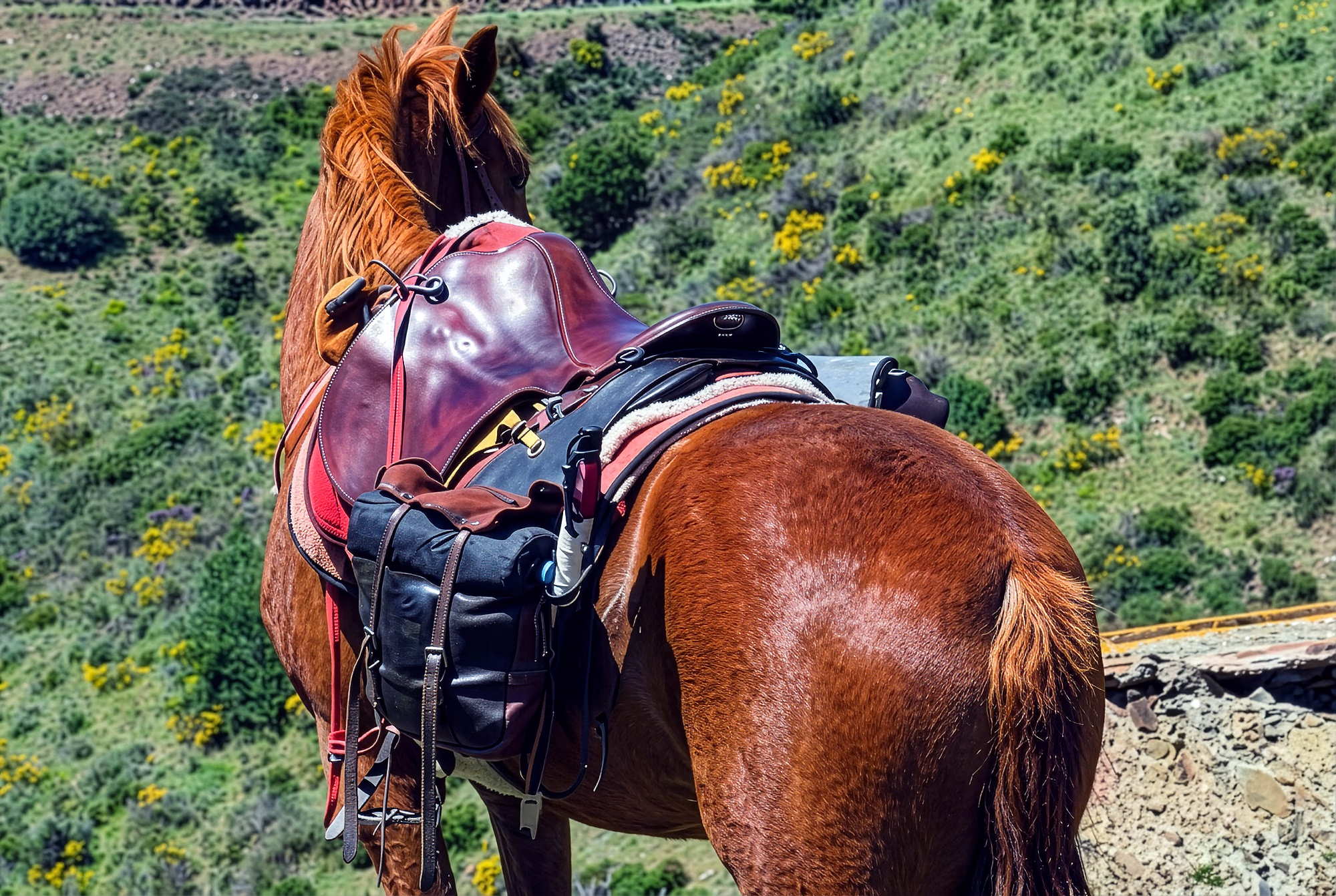 Un cheval sellé face à la campagne espagnole.