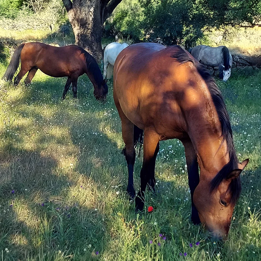 Des chevaux hispaniques broutent tranquillement dans un pré a l'ombre d'un arbre.