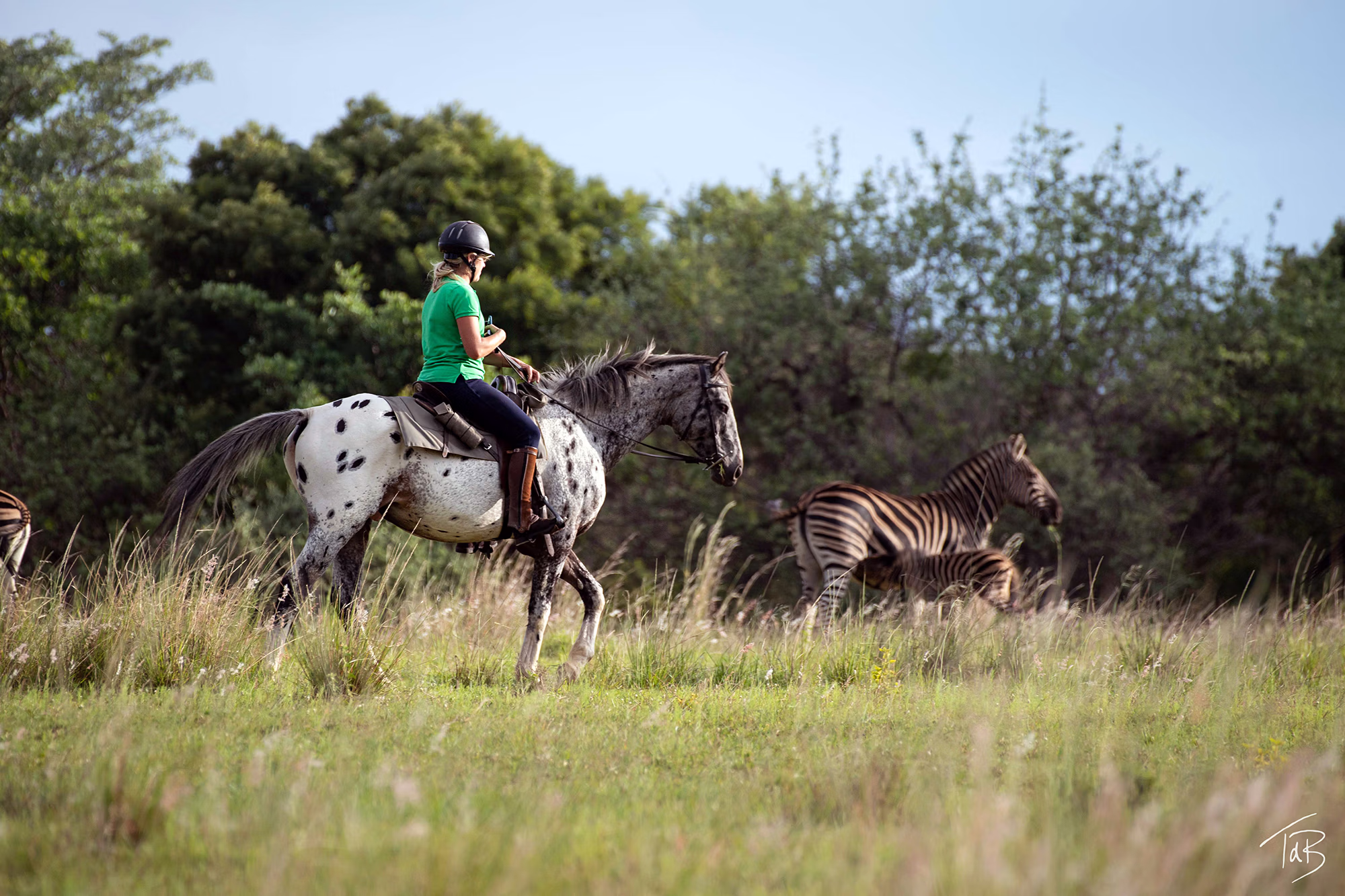 Un cavalier et son cheval avec un troupeau de zèbres dans une réserve sud-africaine.