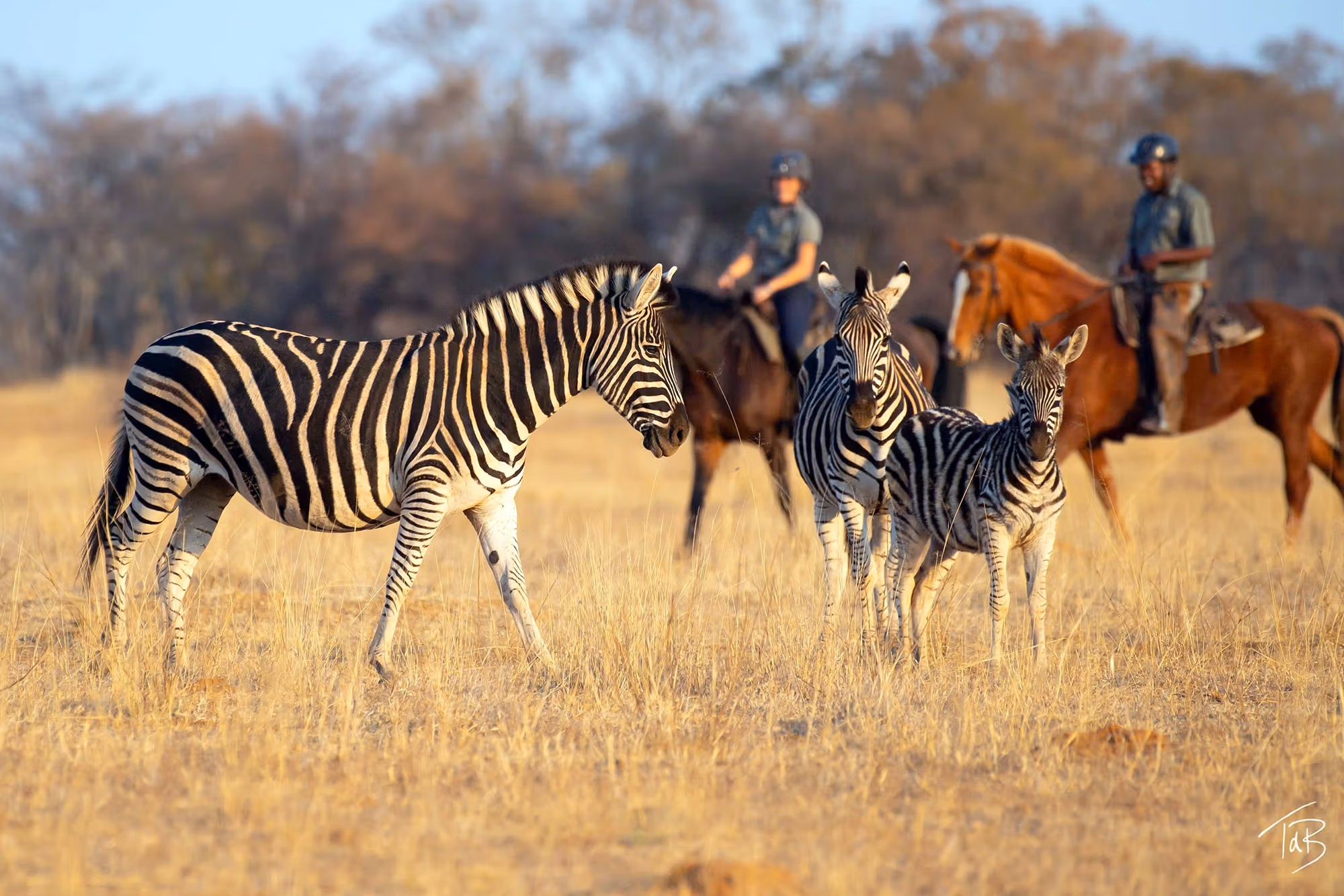 Zèbres sauvages parcourant la savane africaine aux côtés de cavaliers lors d’un safari équestre guidé.