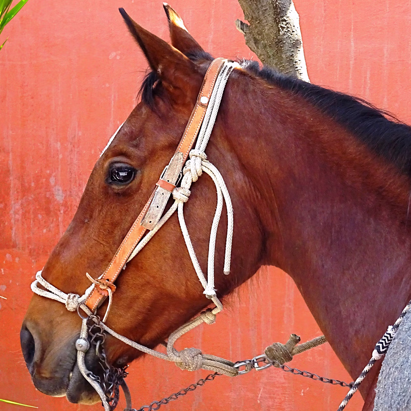 A stunning side portrait showing the fine features of a brown horse against a soft, natural background.