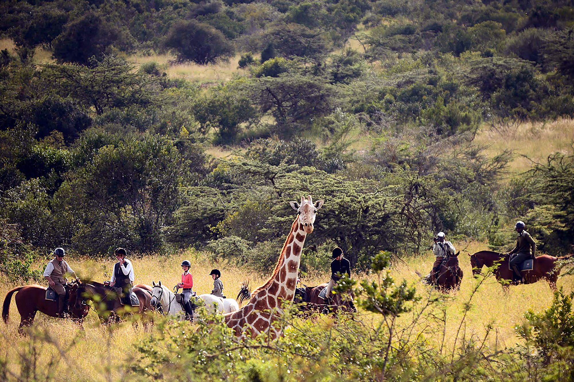 Des cavaliers et une girafe dans le bush kenyan.