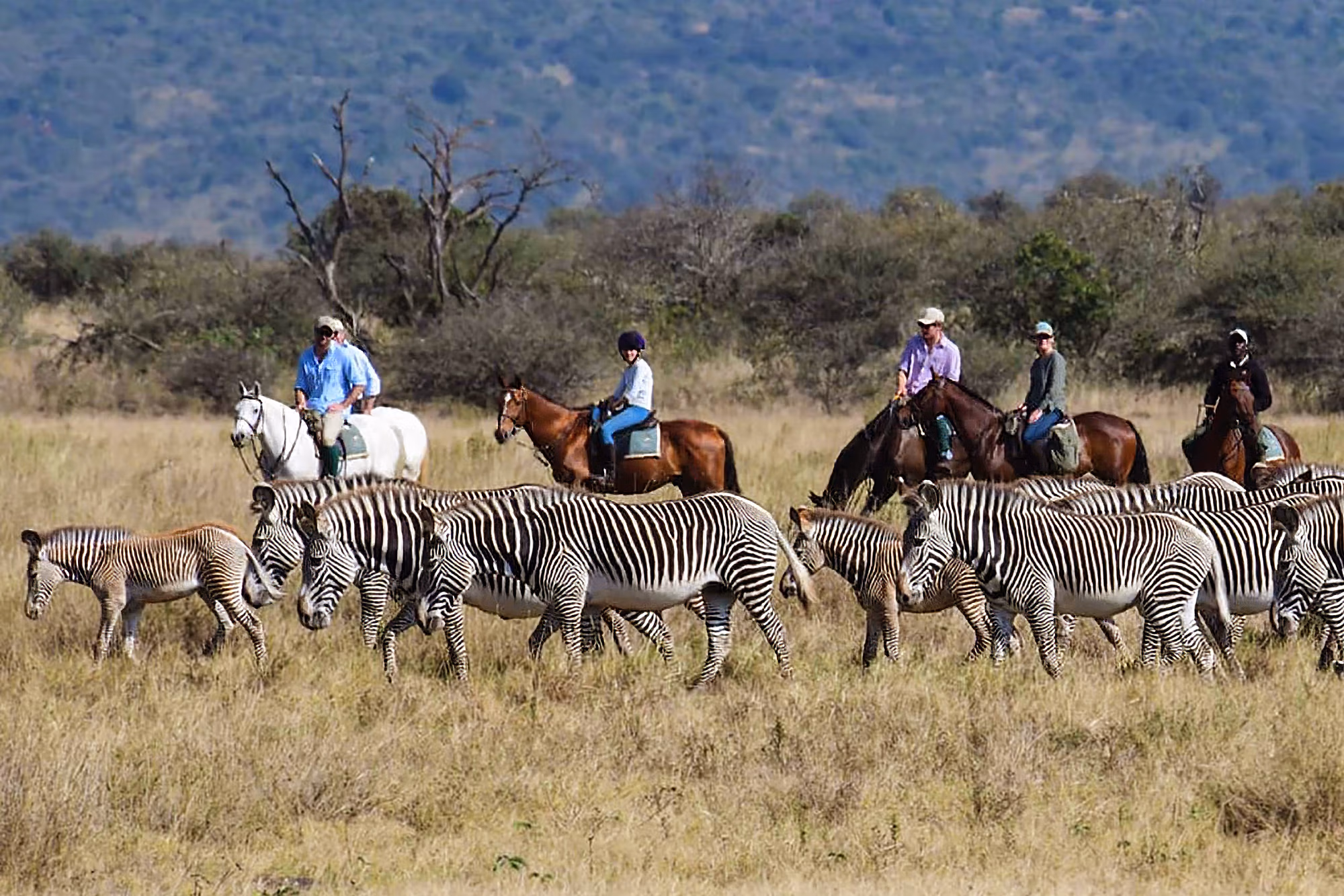 Un groupe de cavaliers et un troupeau de zèbres sauvages lors d’un safari équestre dans le bush kenyan.