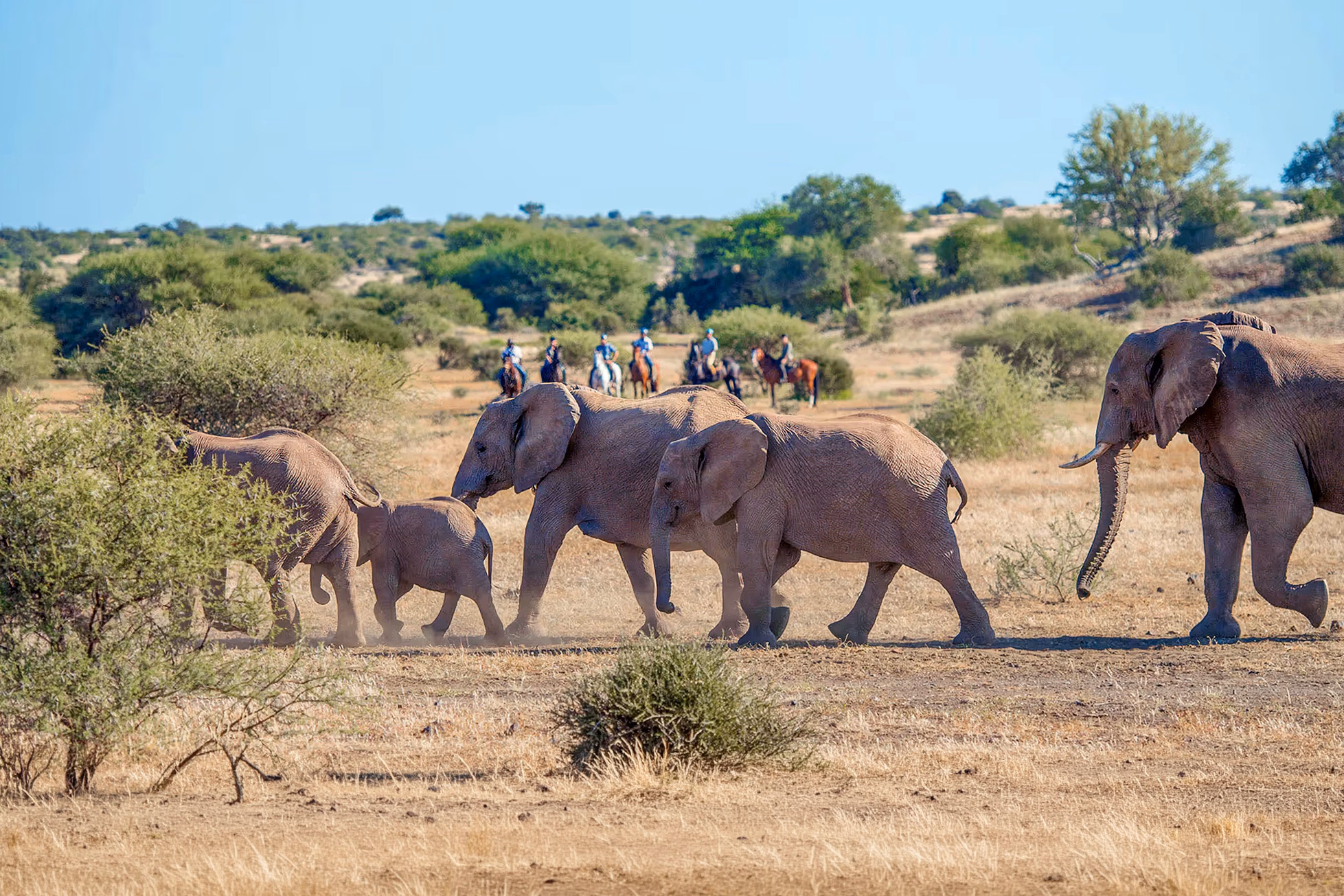 Un petit groupe de cavaliers s’arrête derrière un troupeau d’éléphants sauvages traversant un sentier dans la savane.