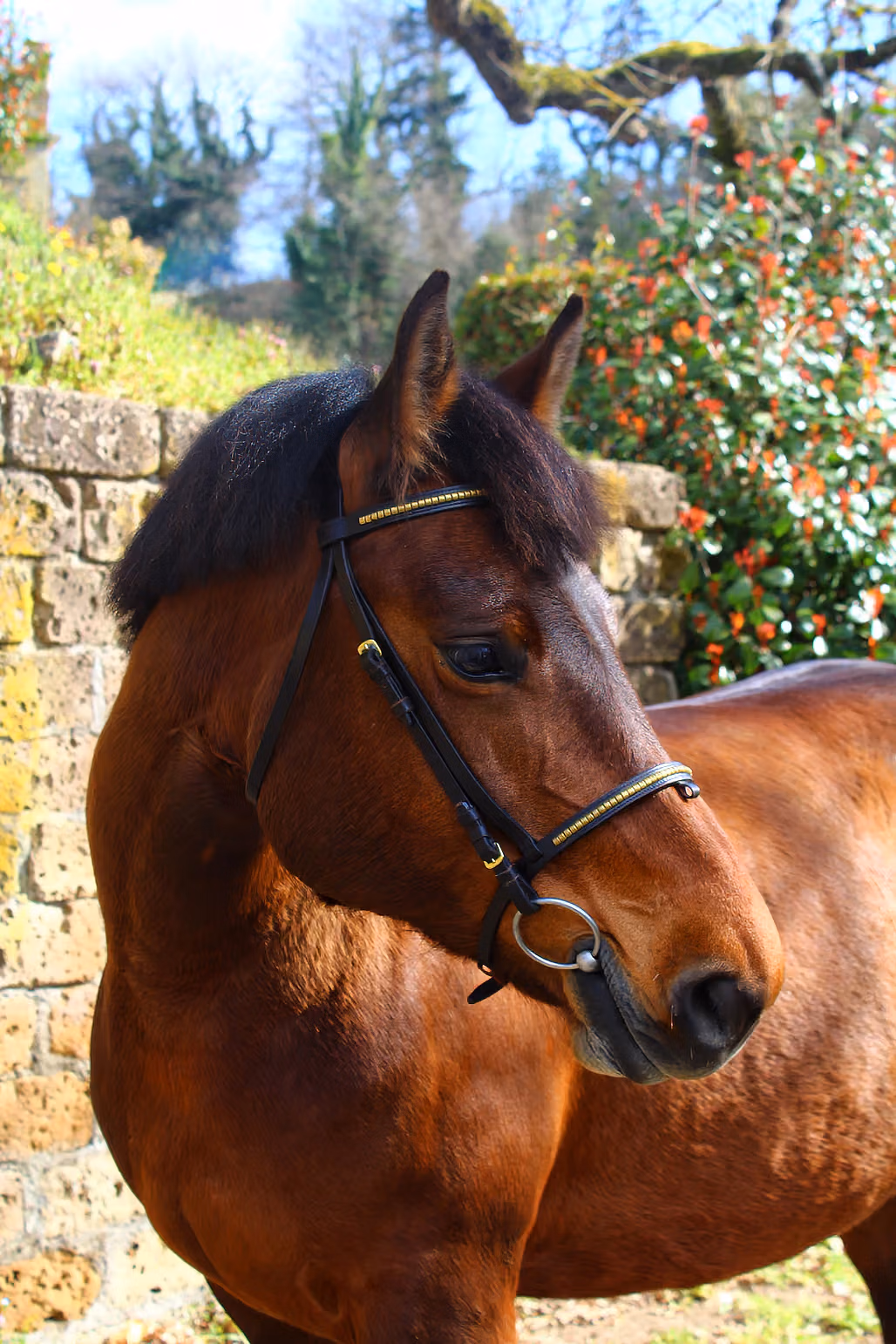 An elegant portrait of a horse facing forward but casting its gaze slightly to the side.