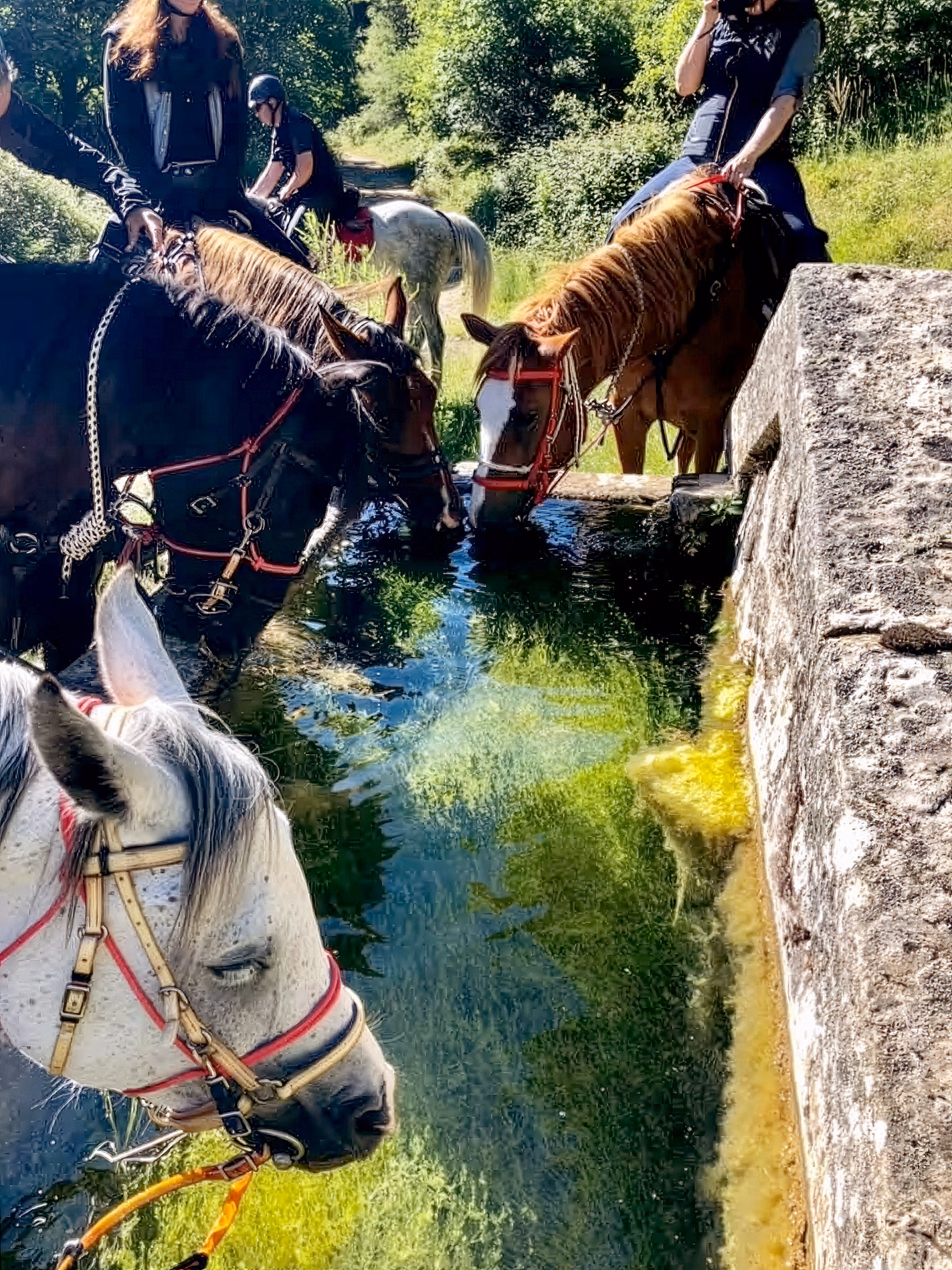 Plusieurs chevaux rassemblés autour d’une ancienne fontaine en pierre pour s’abreuver lors d’une randonnée équestre par une journée ensoleillée.