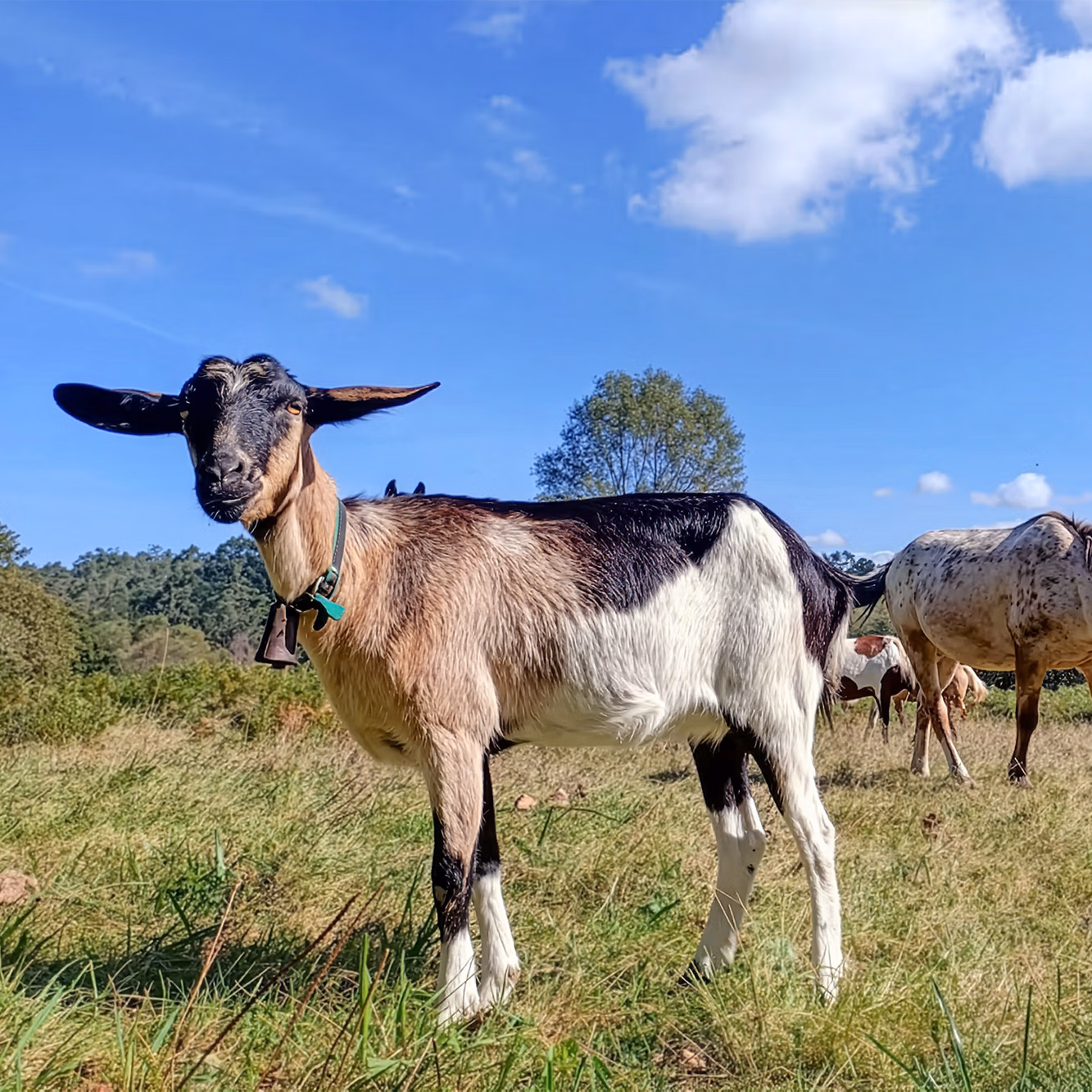 Une chèvre et plusieurs chevaux de randonnée partagent un pâturage verdoyant.