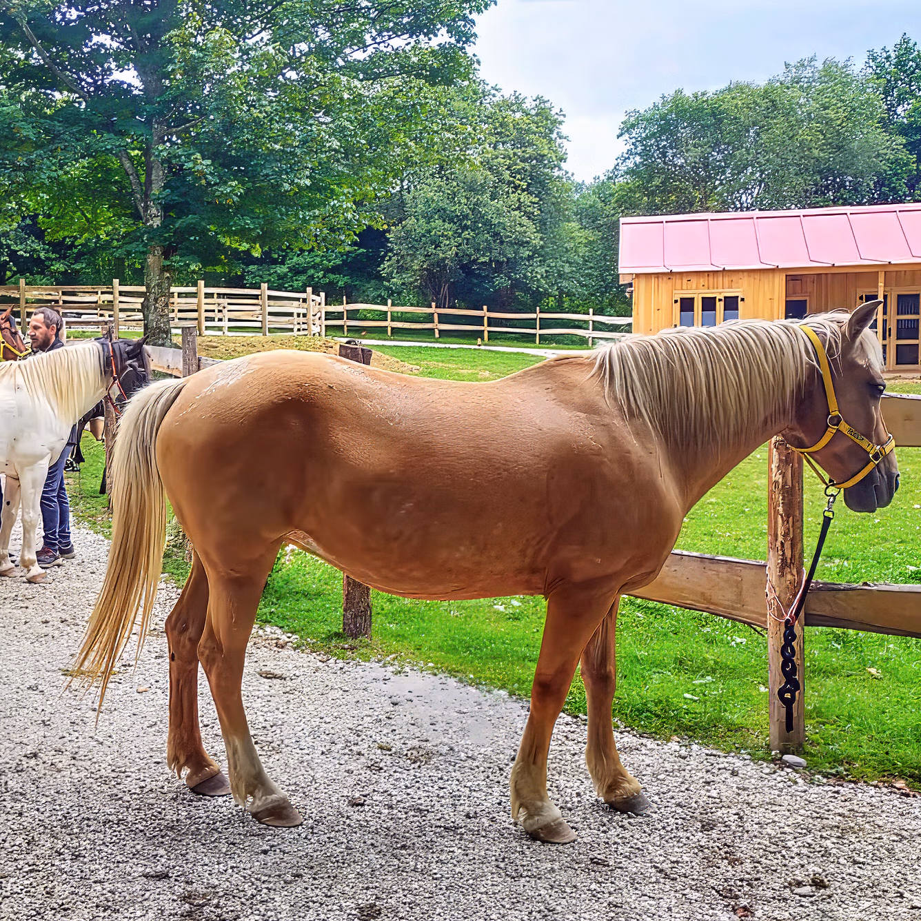 Plusieurs chevaux attachés à une clôture en bois pendant qu’un homme selle l’un d’eux avant la randonnée.