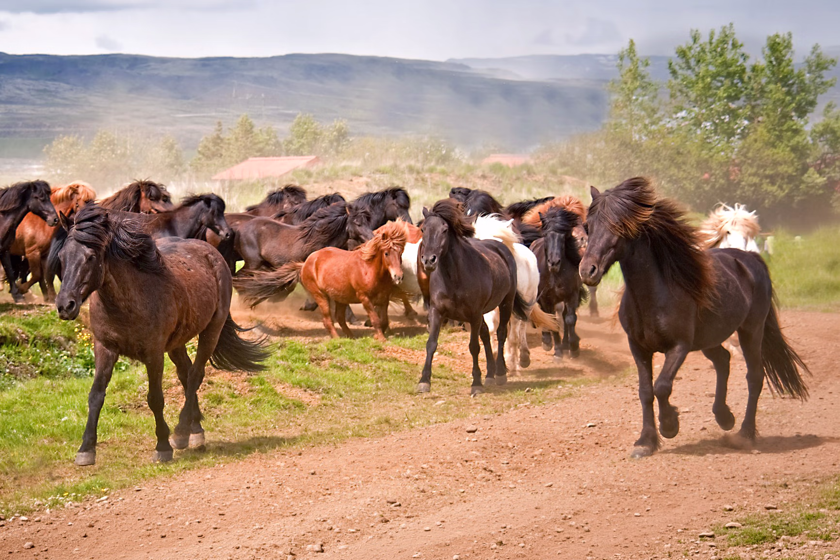 Troupeau de chevaux islandais en liberté accompagné par des cavaliers lors d’un séjour équestre à travers les paysages sauvages d’Islande.