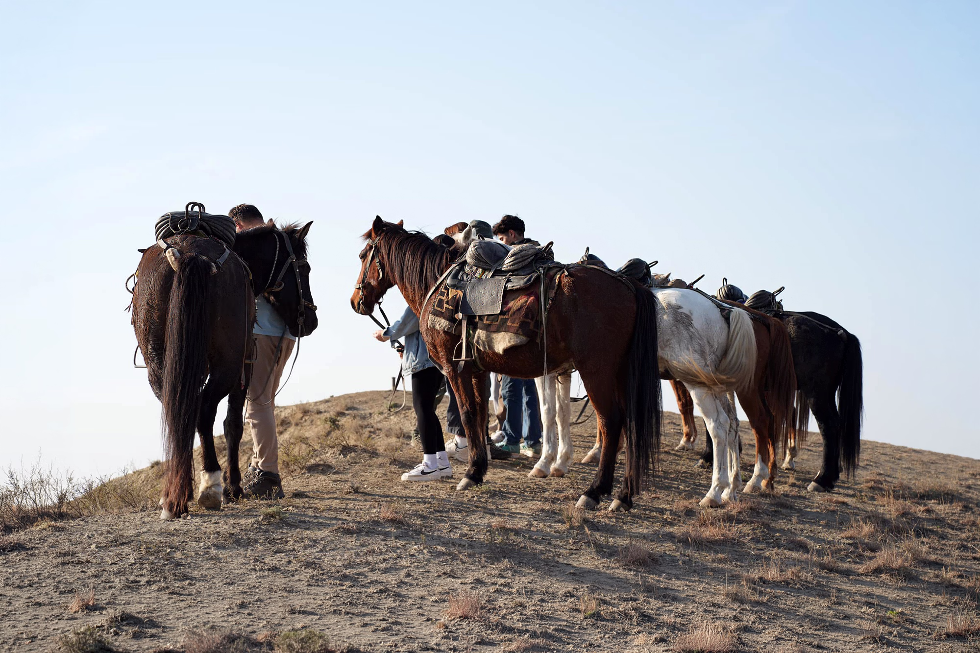 Cinq chevaux et plusieurs cavaliers au sommet d’une colline, contemplant le paysage au loin lors d’une randonnée équestre dans les Hautes Terres sauvages de Géorgie.