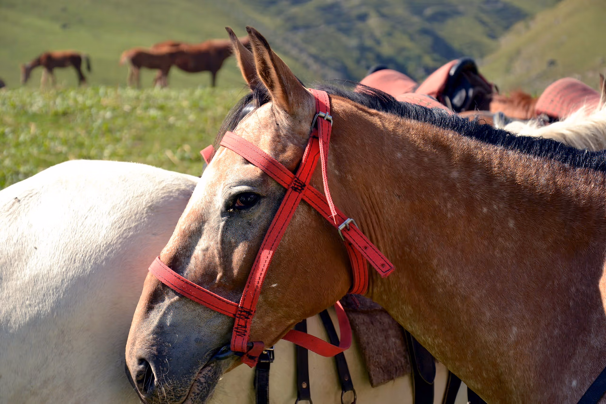 Vue de profil d’un cheval brun portant un licol rouge vif.