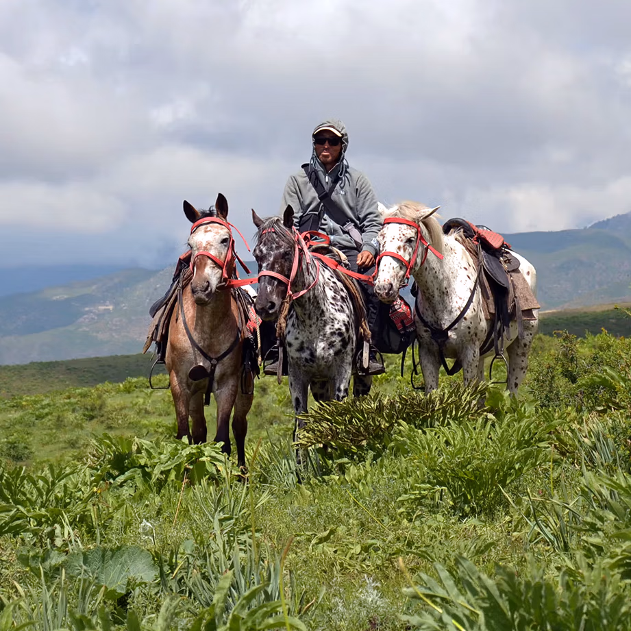 Un guide local mène trois chevaux à travers de vastes prairies verdoyantes d’altitude.